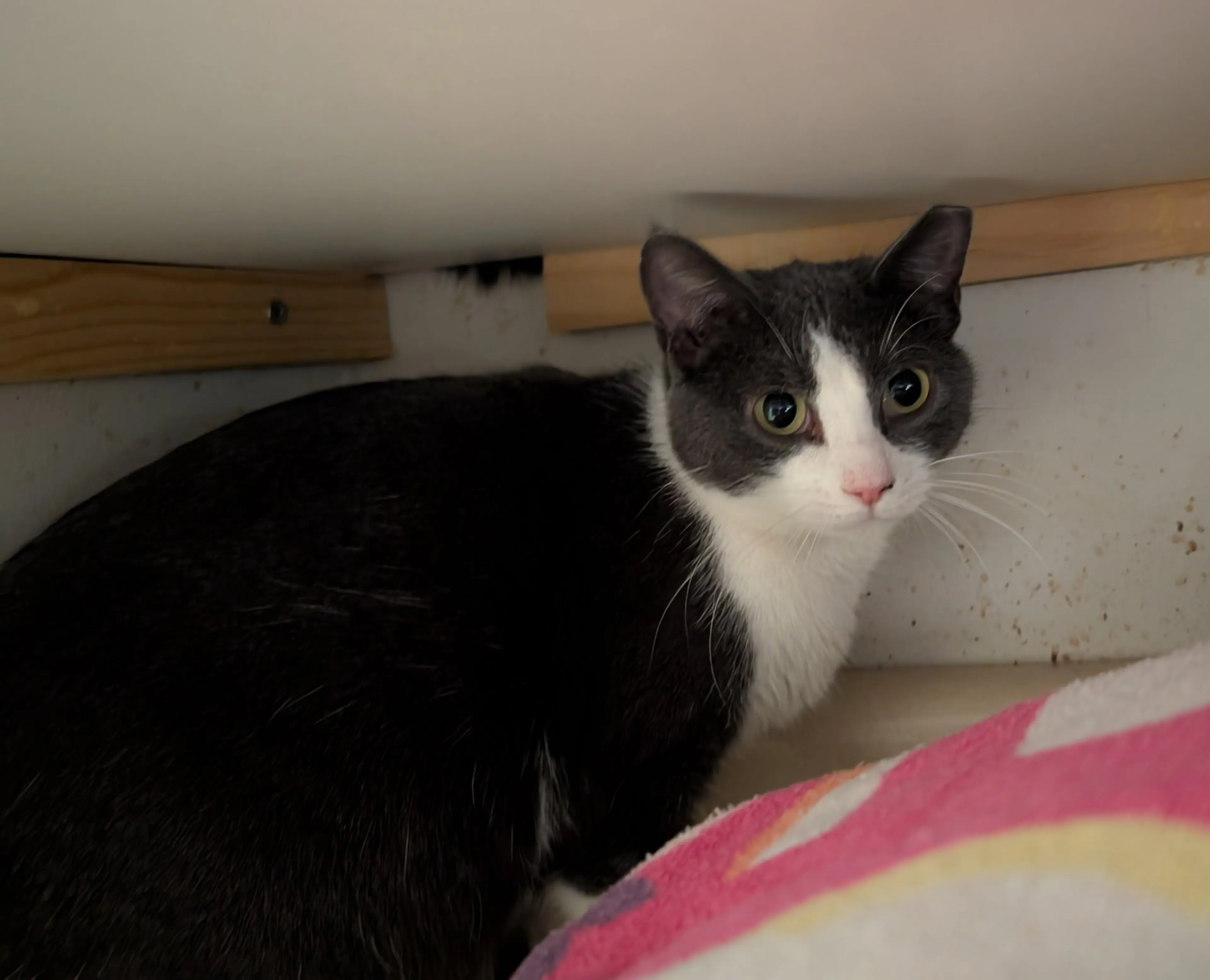 Found pet-6