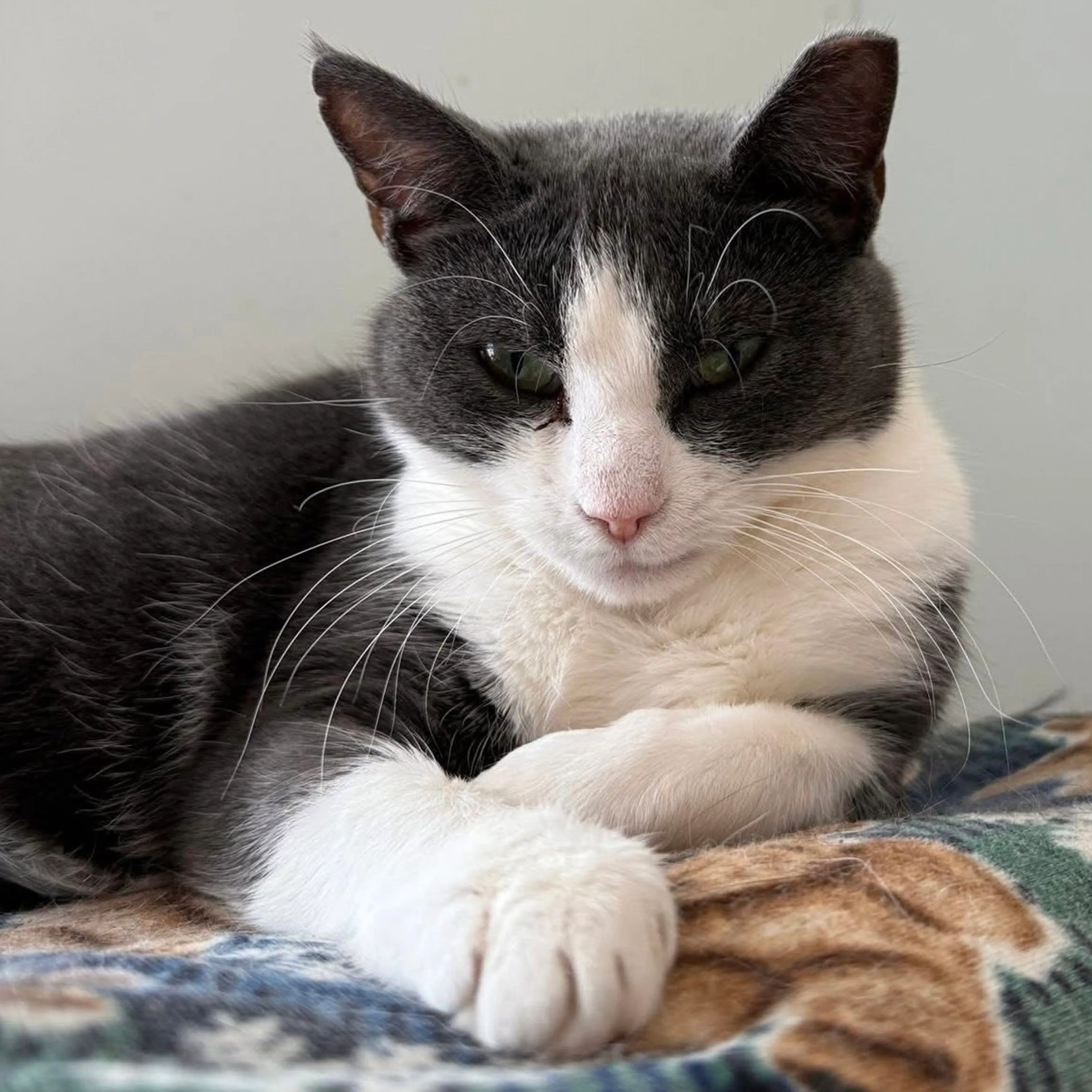 Found pet-3