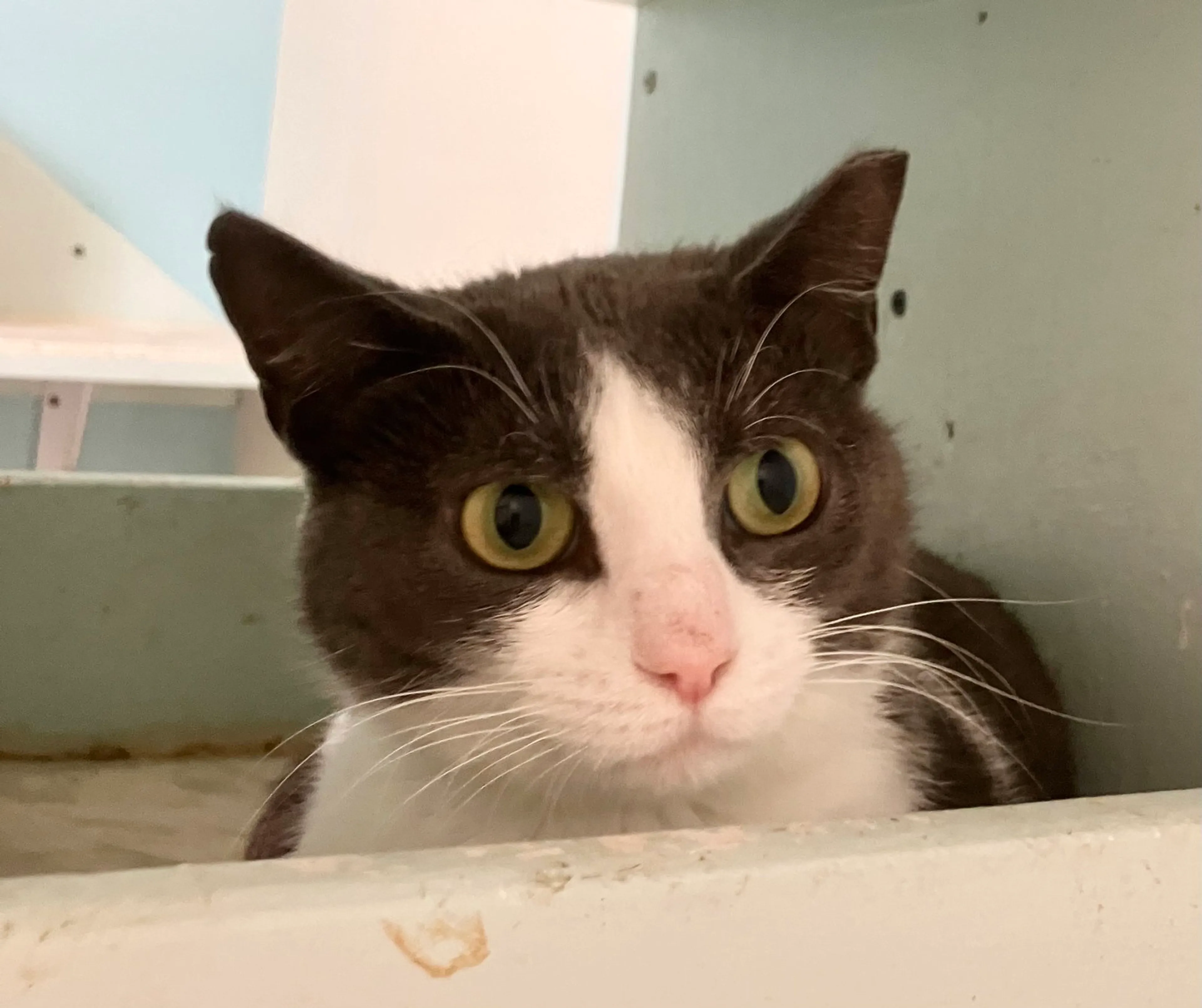 Found pet-8