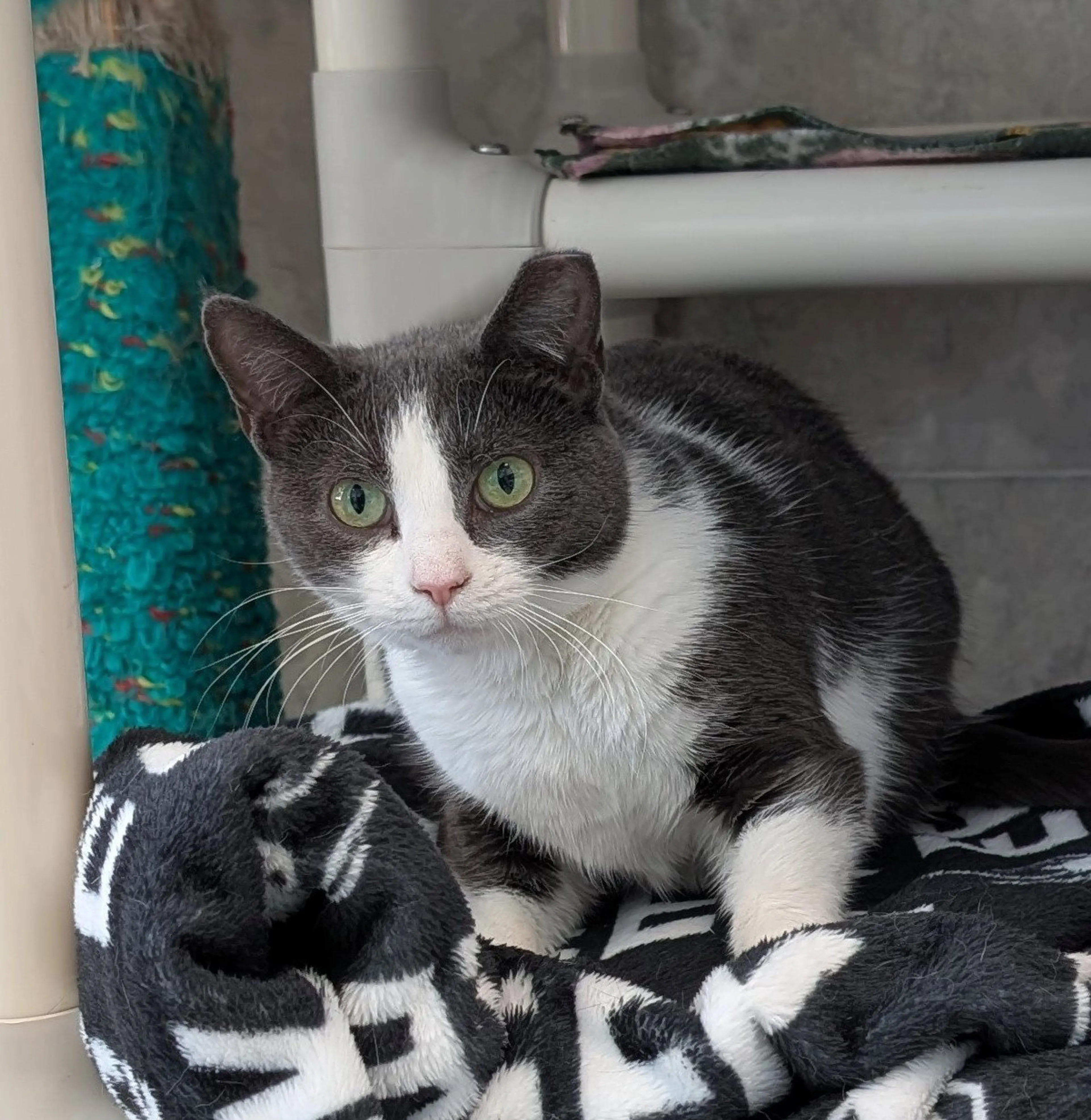 Found pet-5