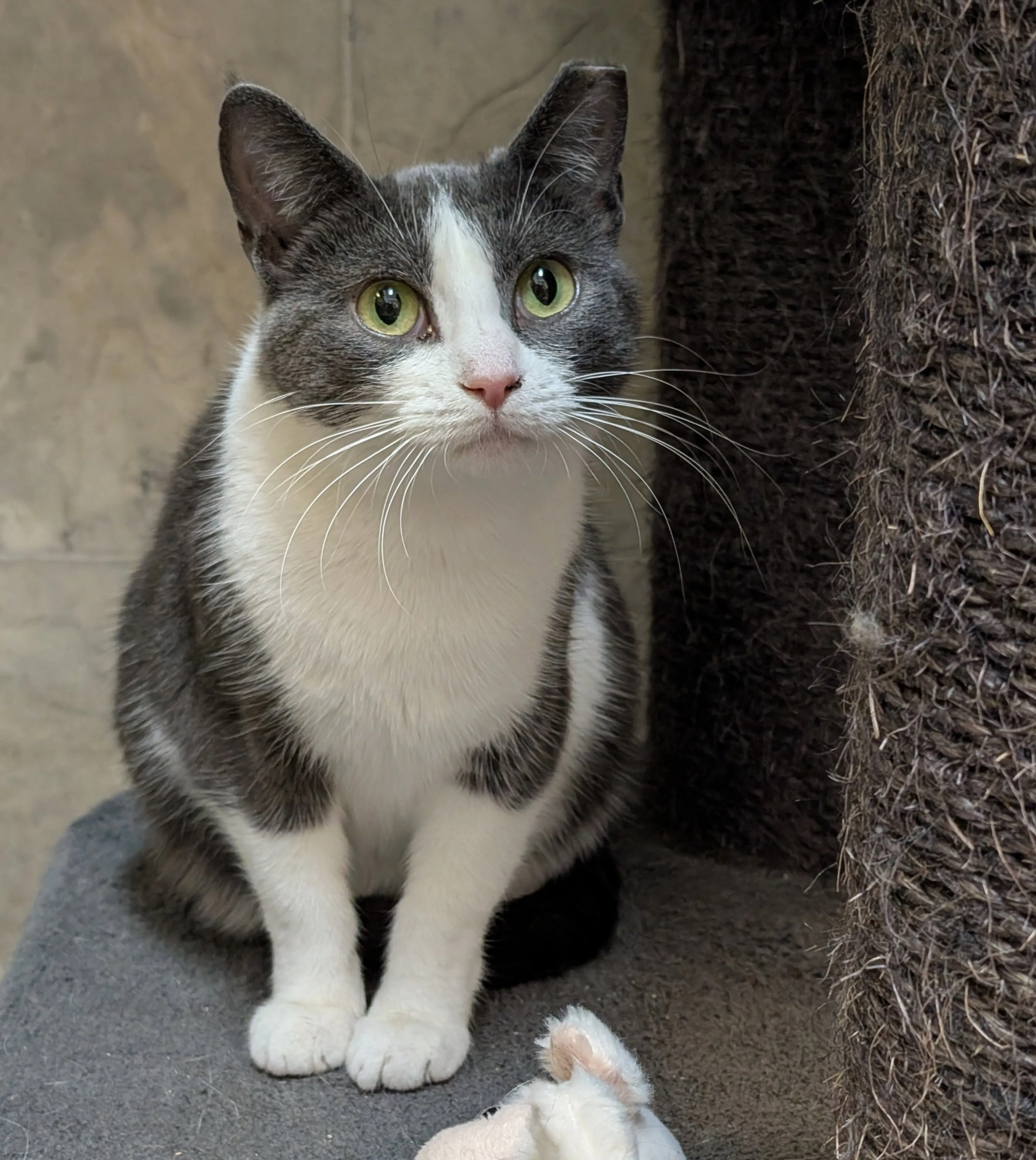 Found pet-4