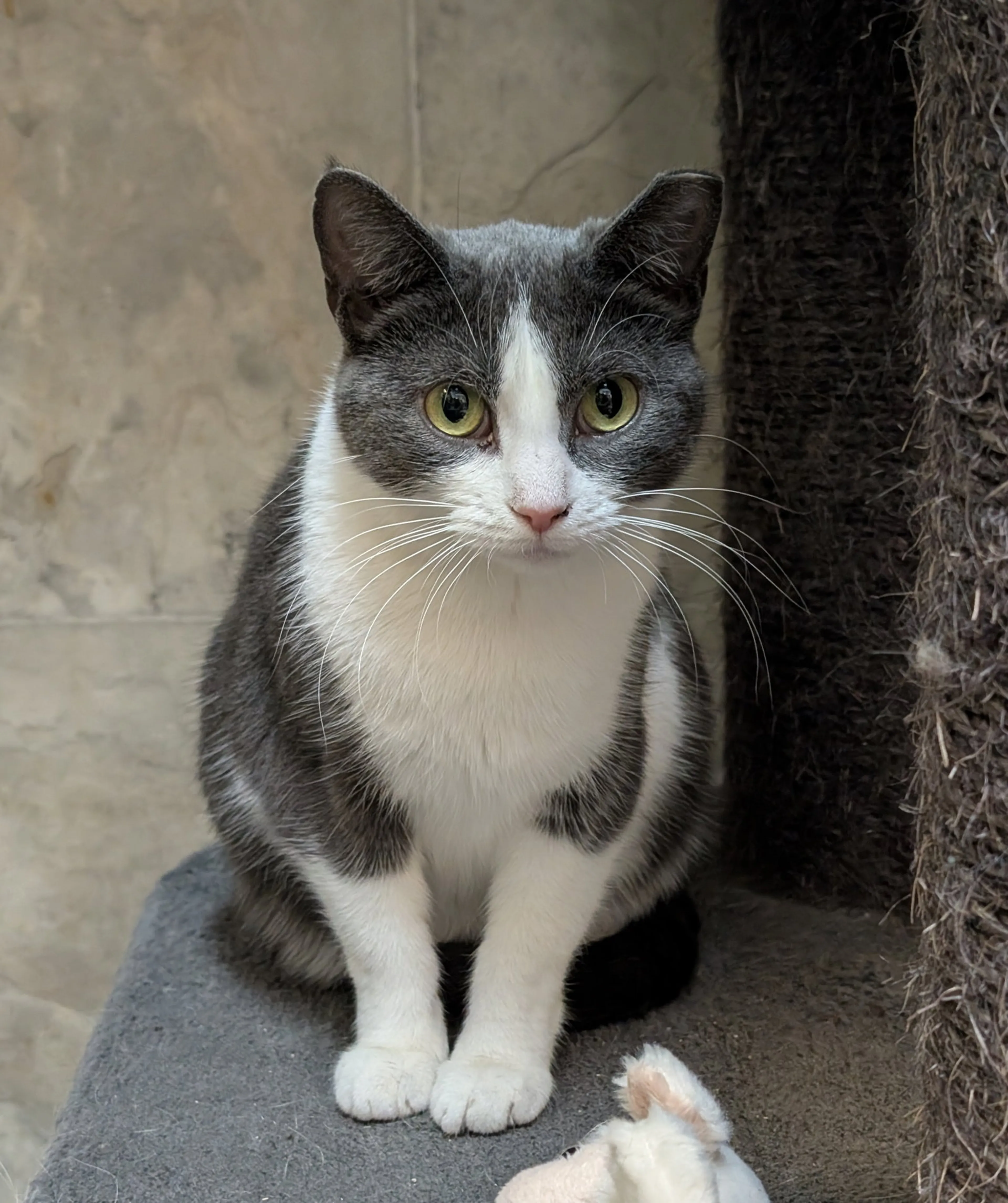Found pet-2