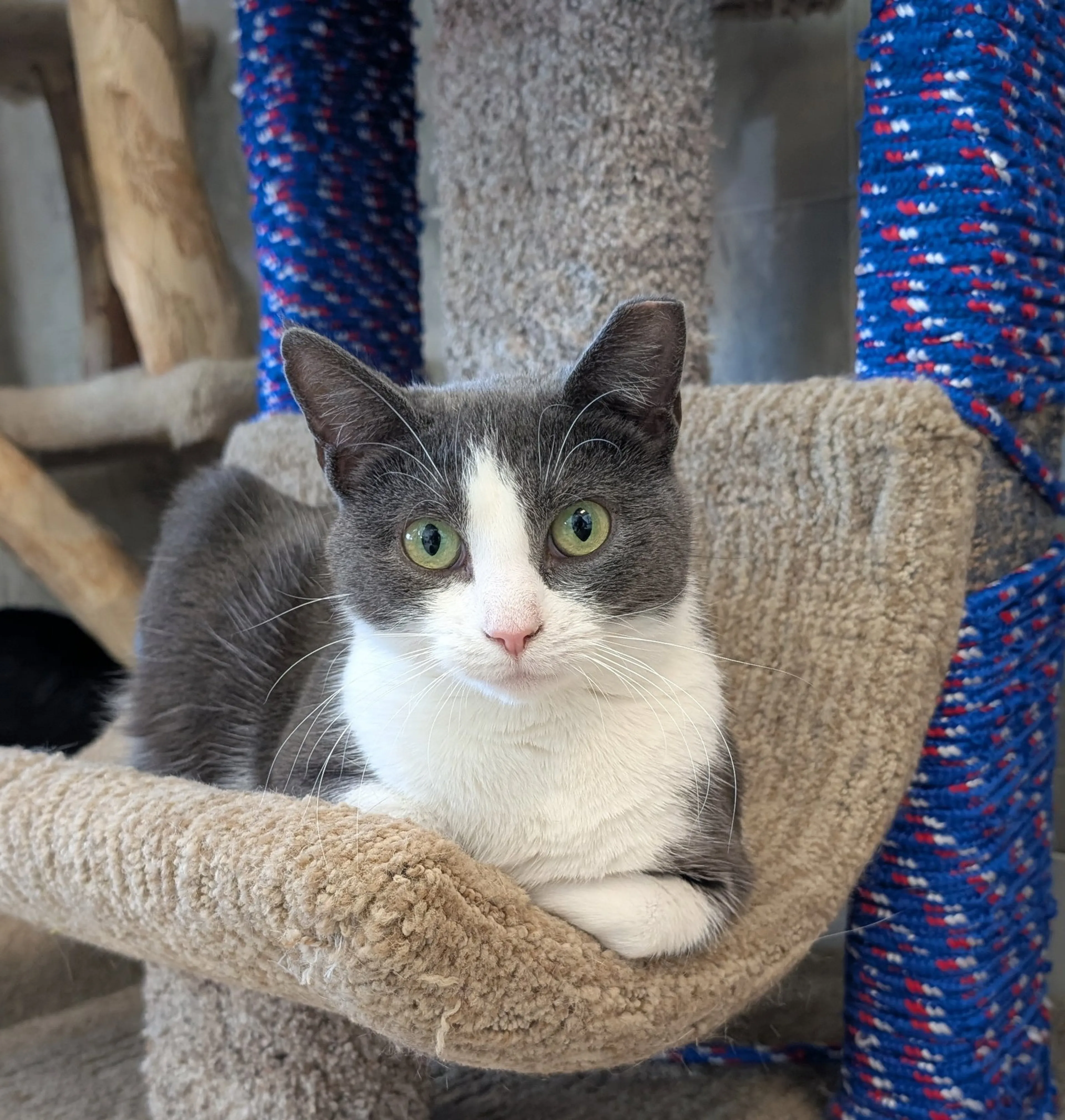 Found pet-1