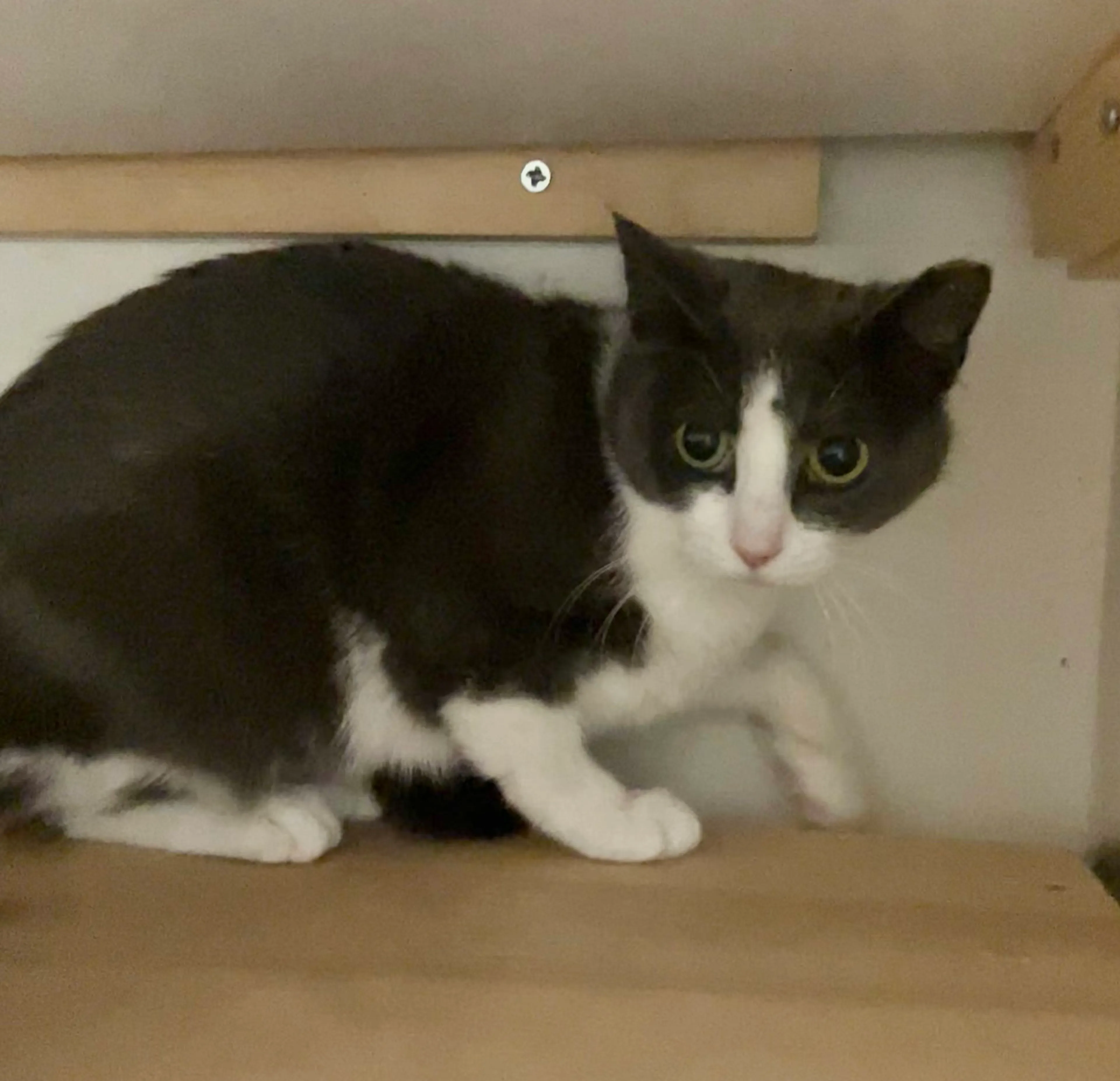 Found pet-10