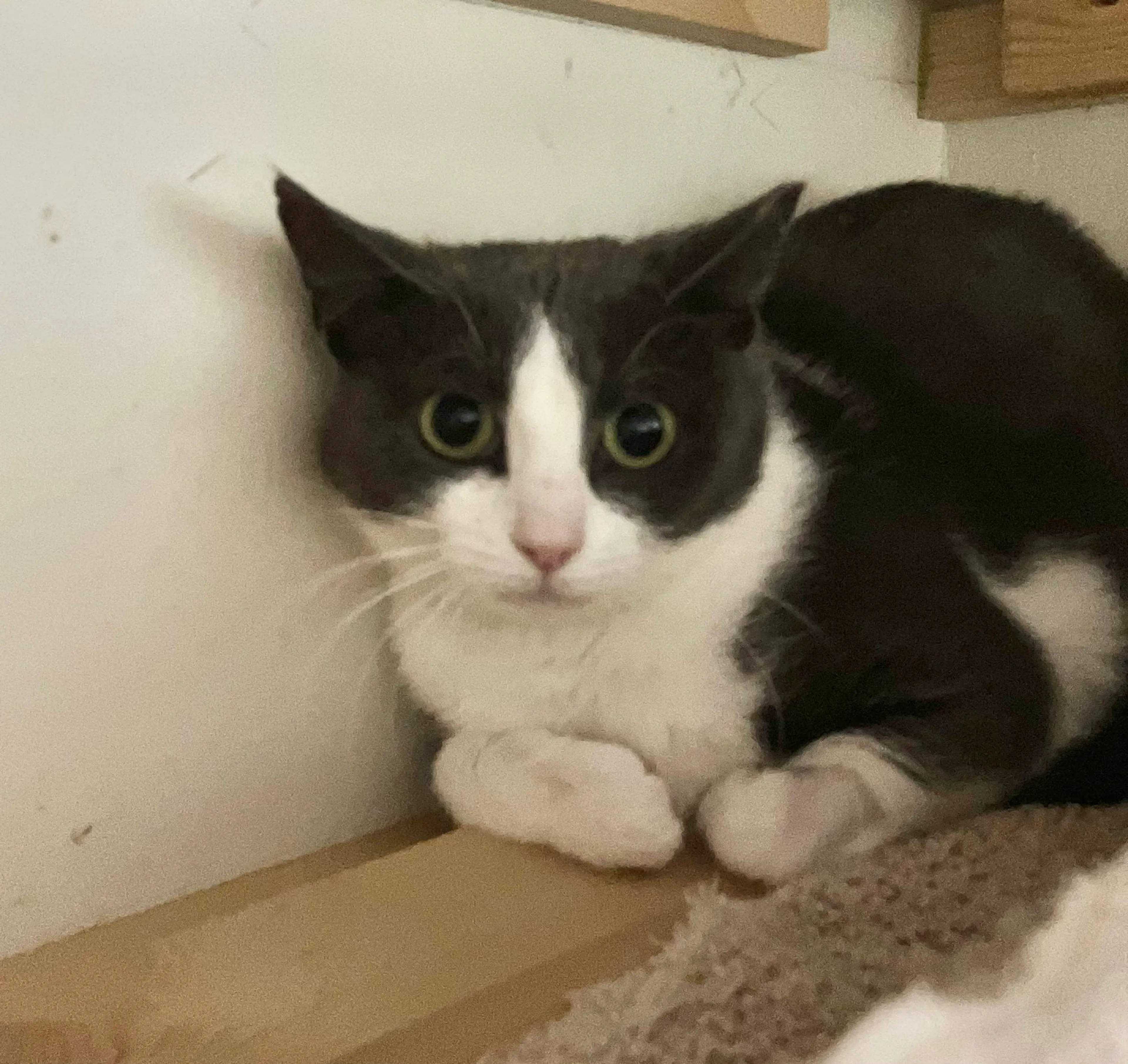 Found pet-9