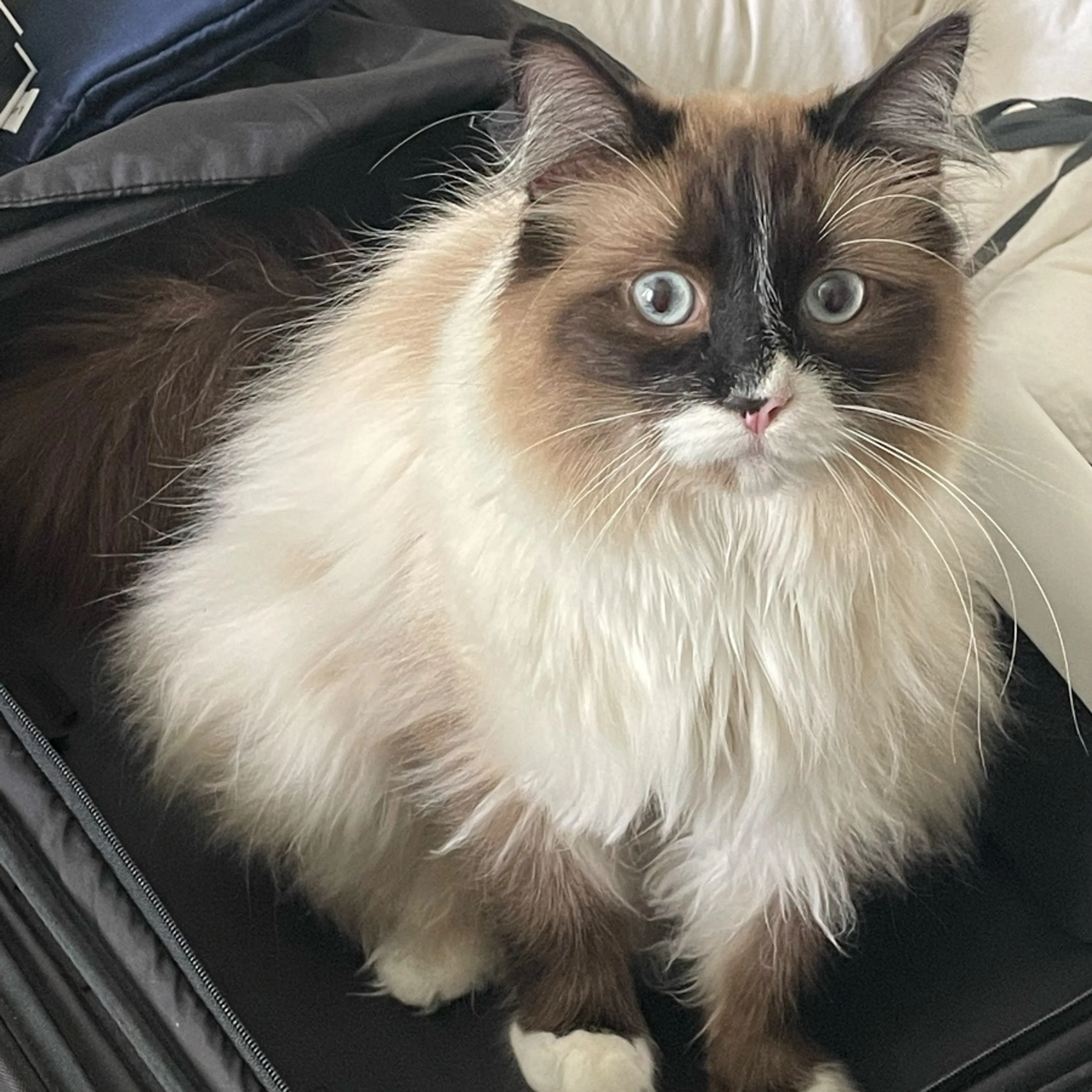 Lost pet