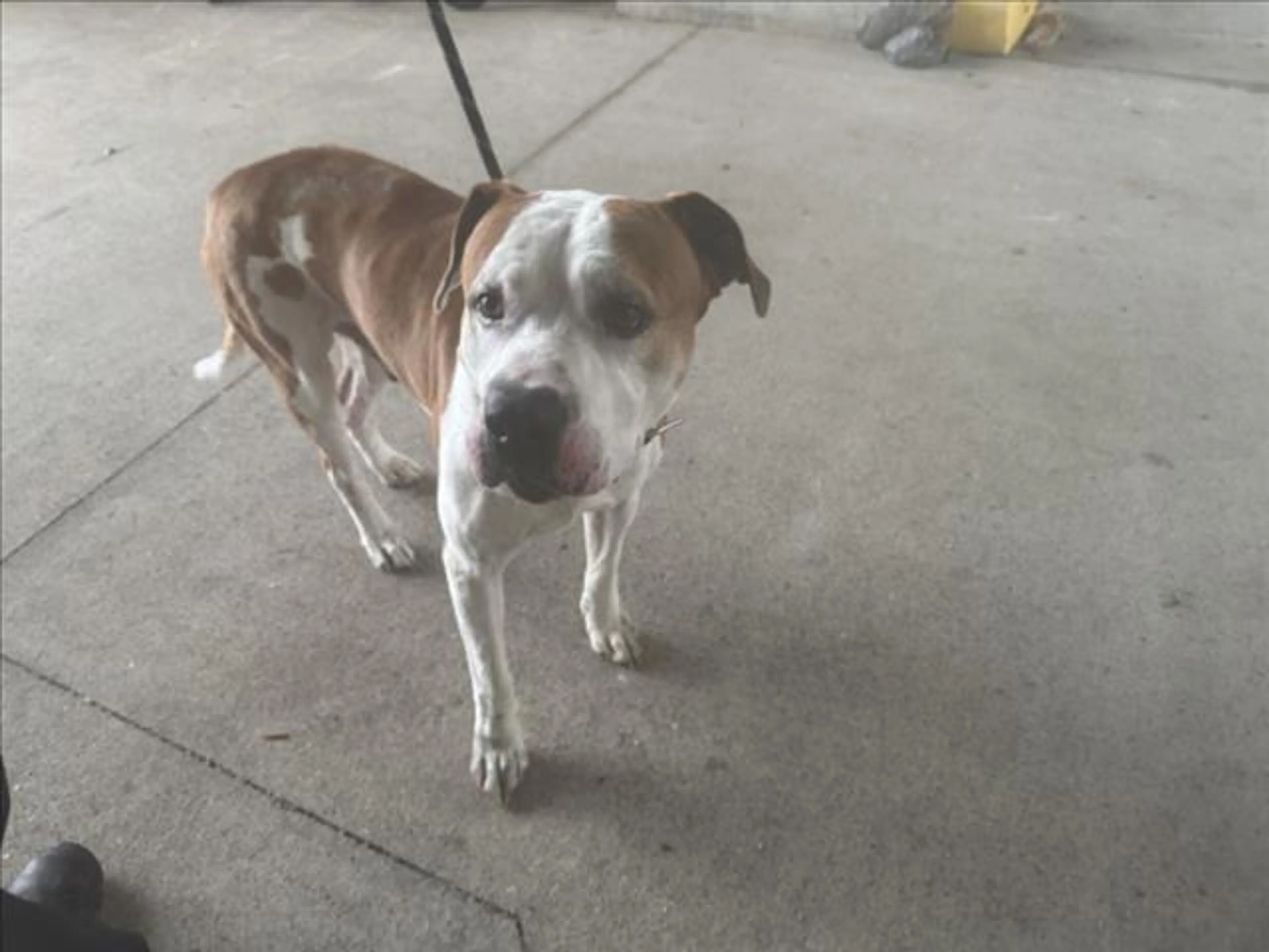 Found pet