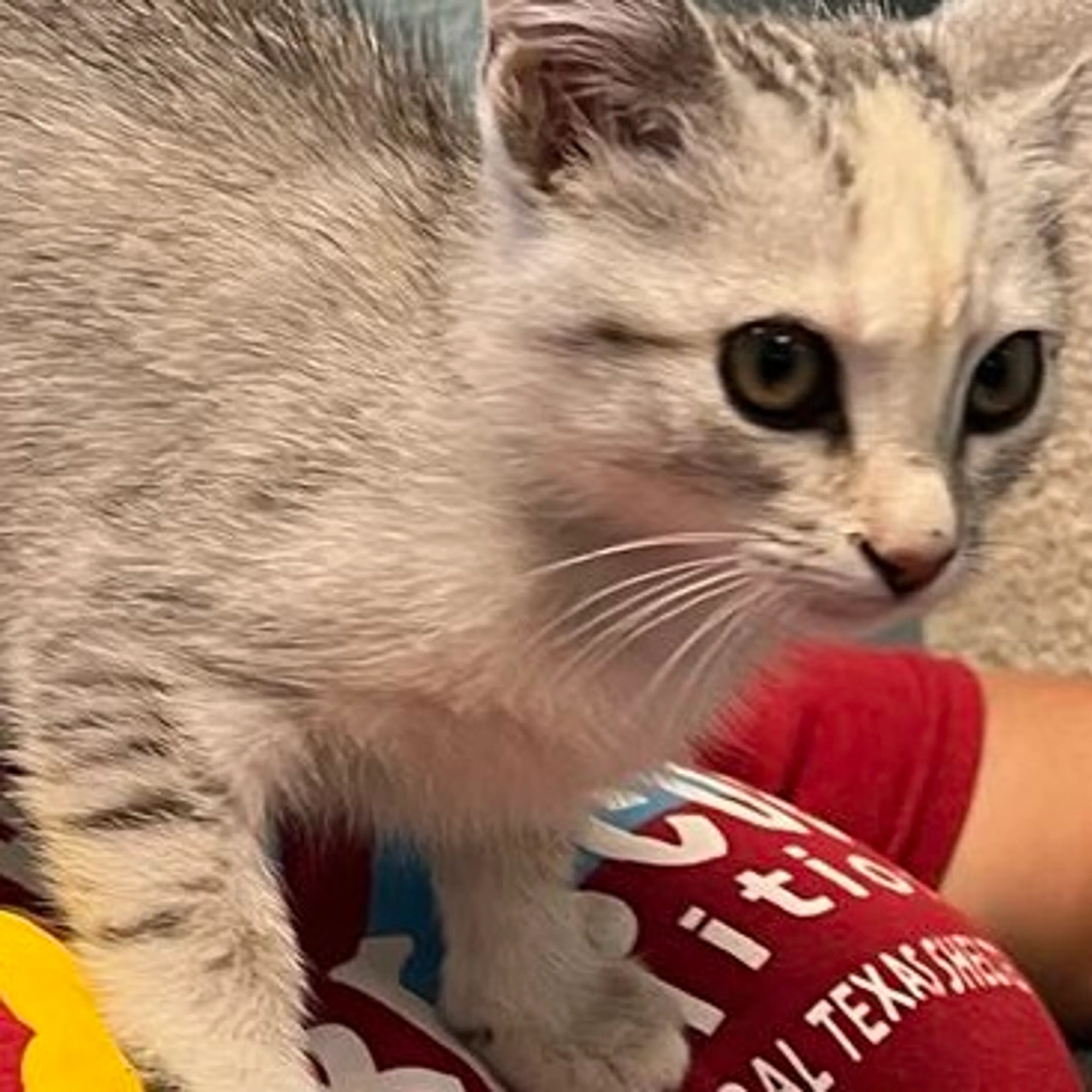 Found pet-1