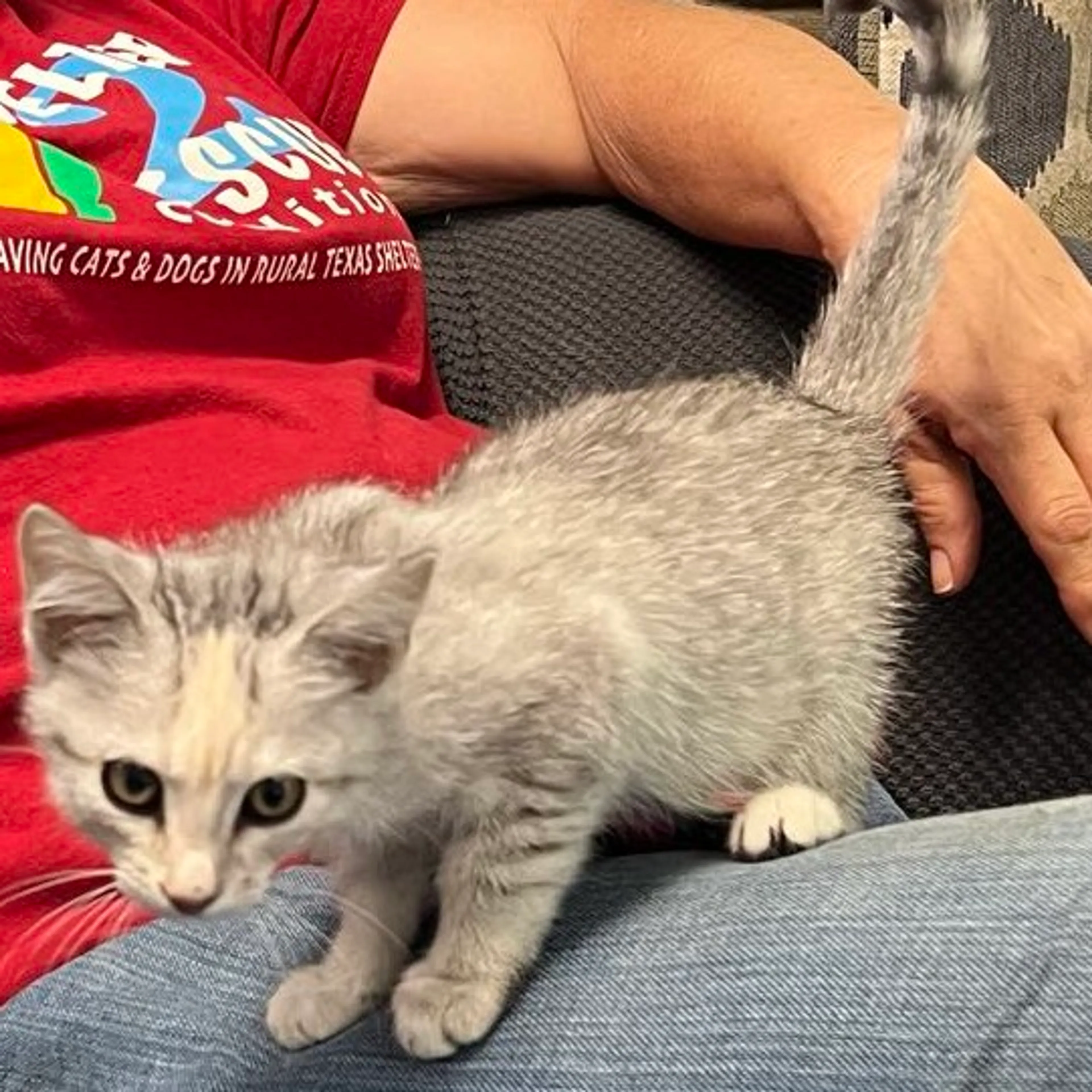Found pet-2