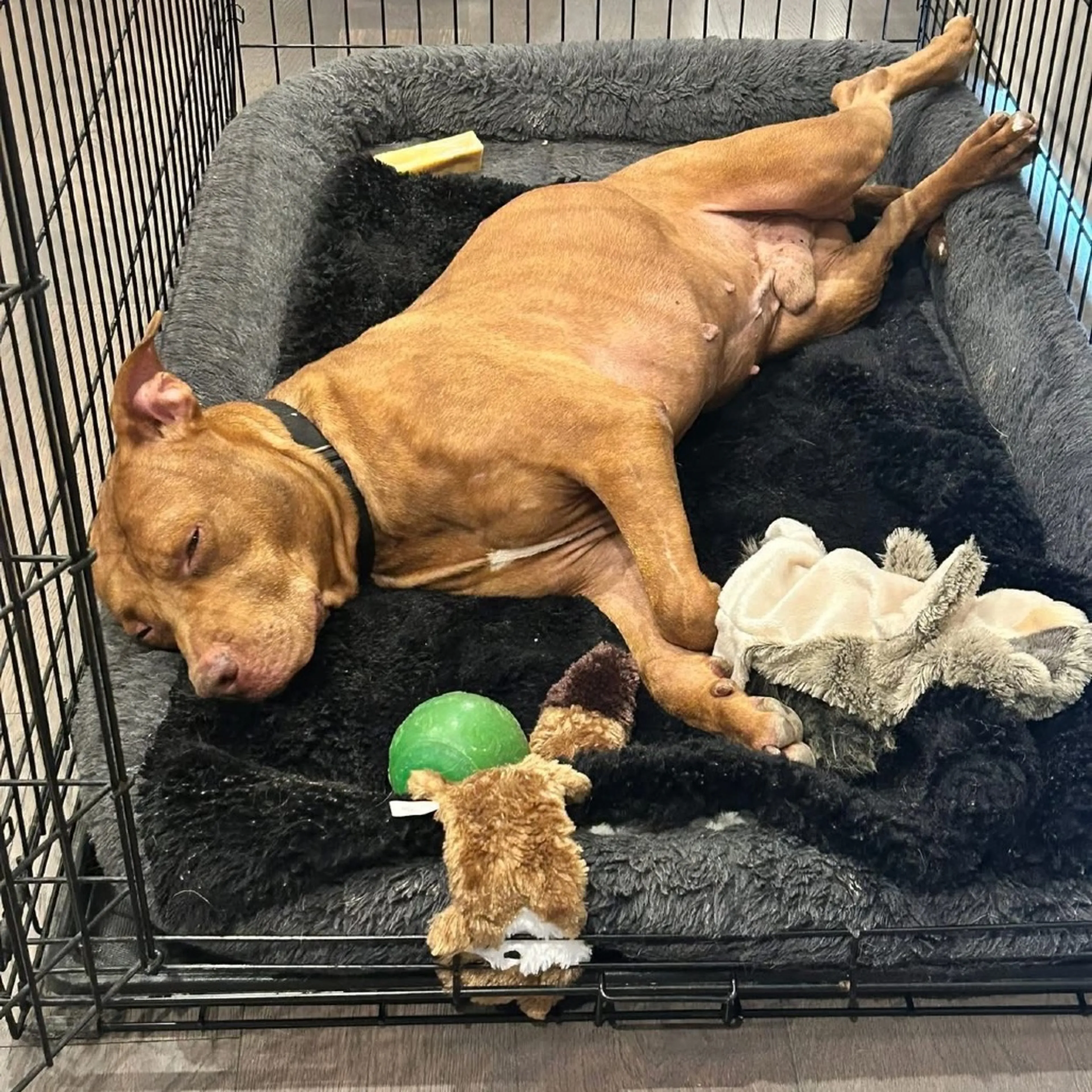 Found pet-7