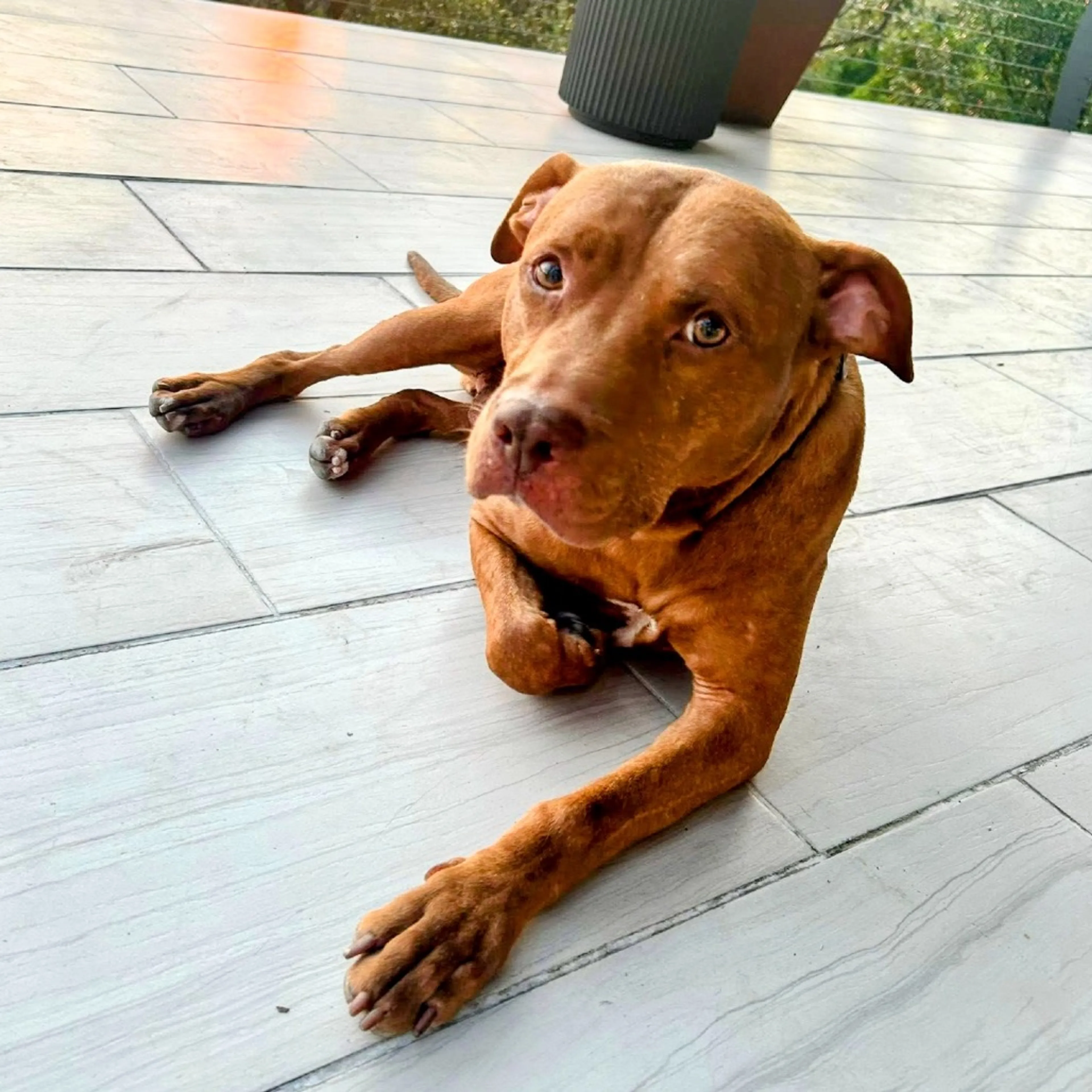 Found pet-9