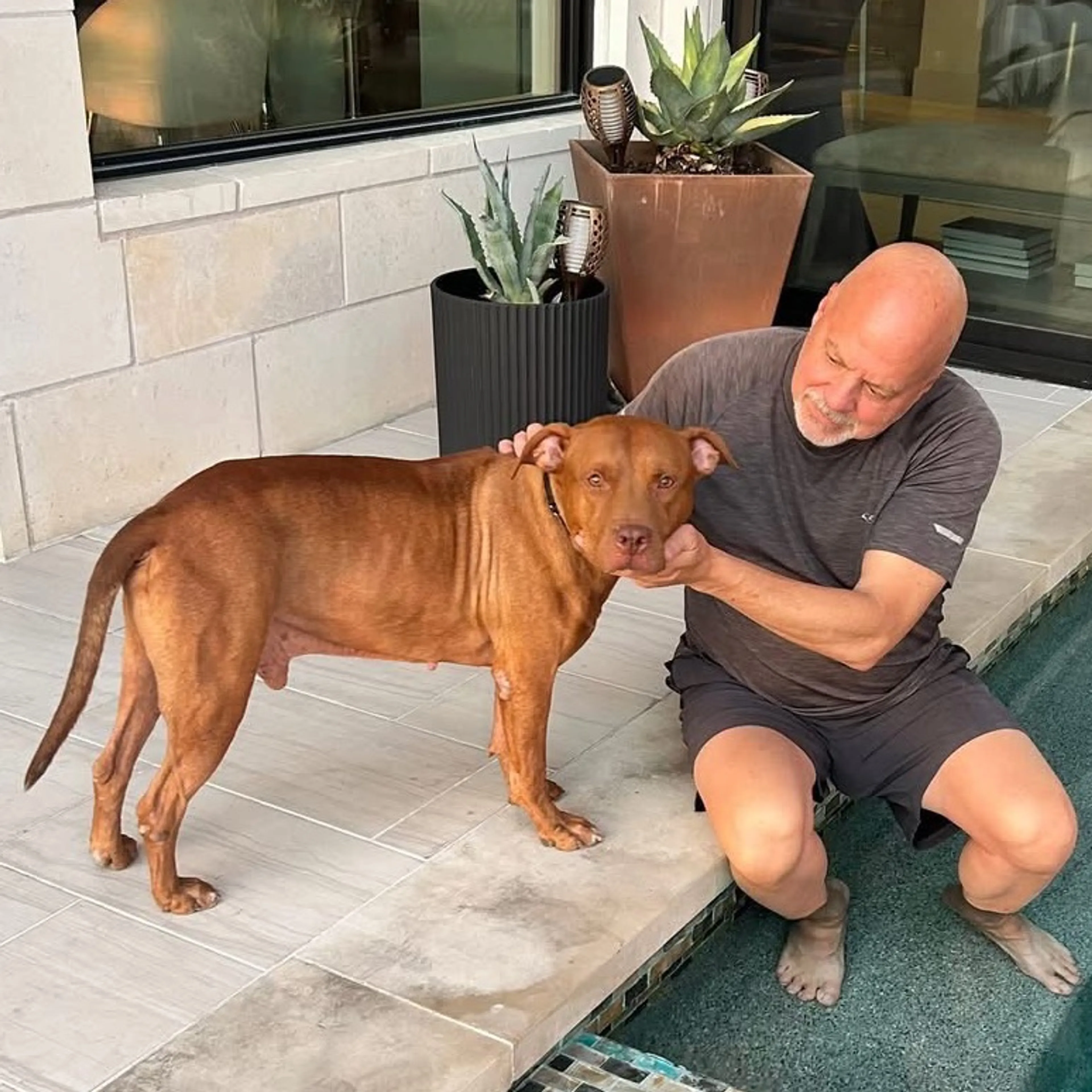 Found pet-8