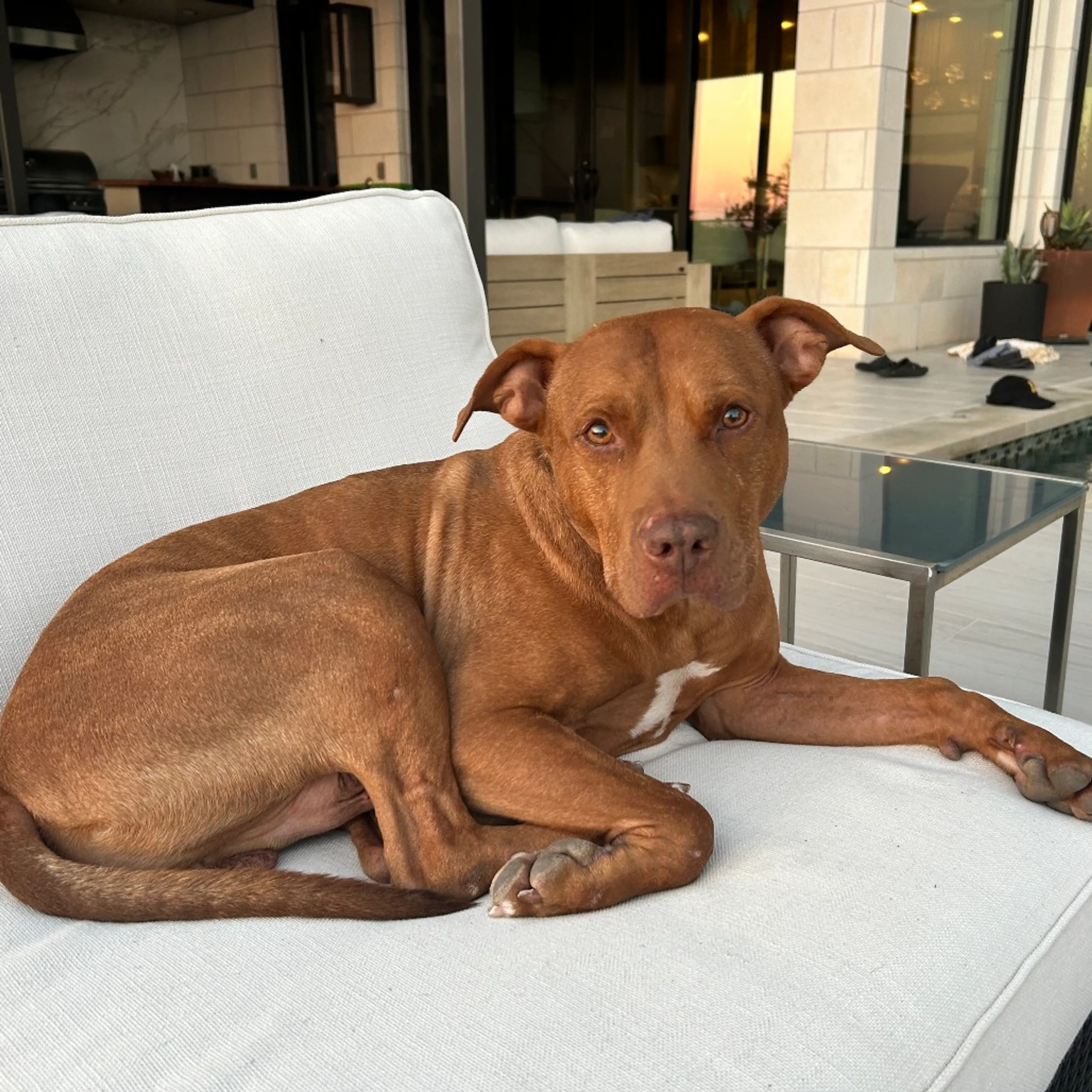 Found pet-11