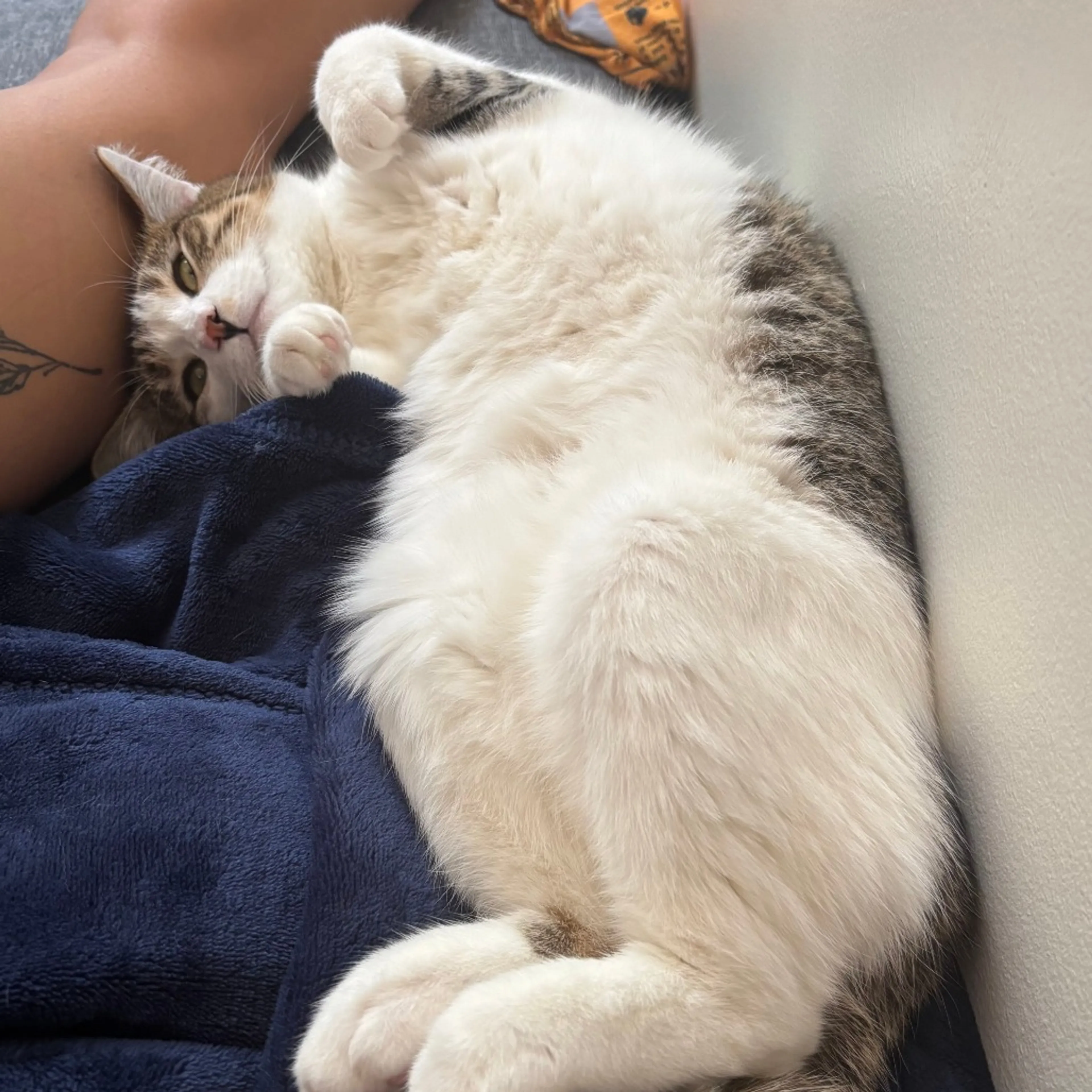 Found pet-1