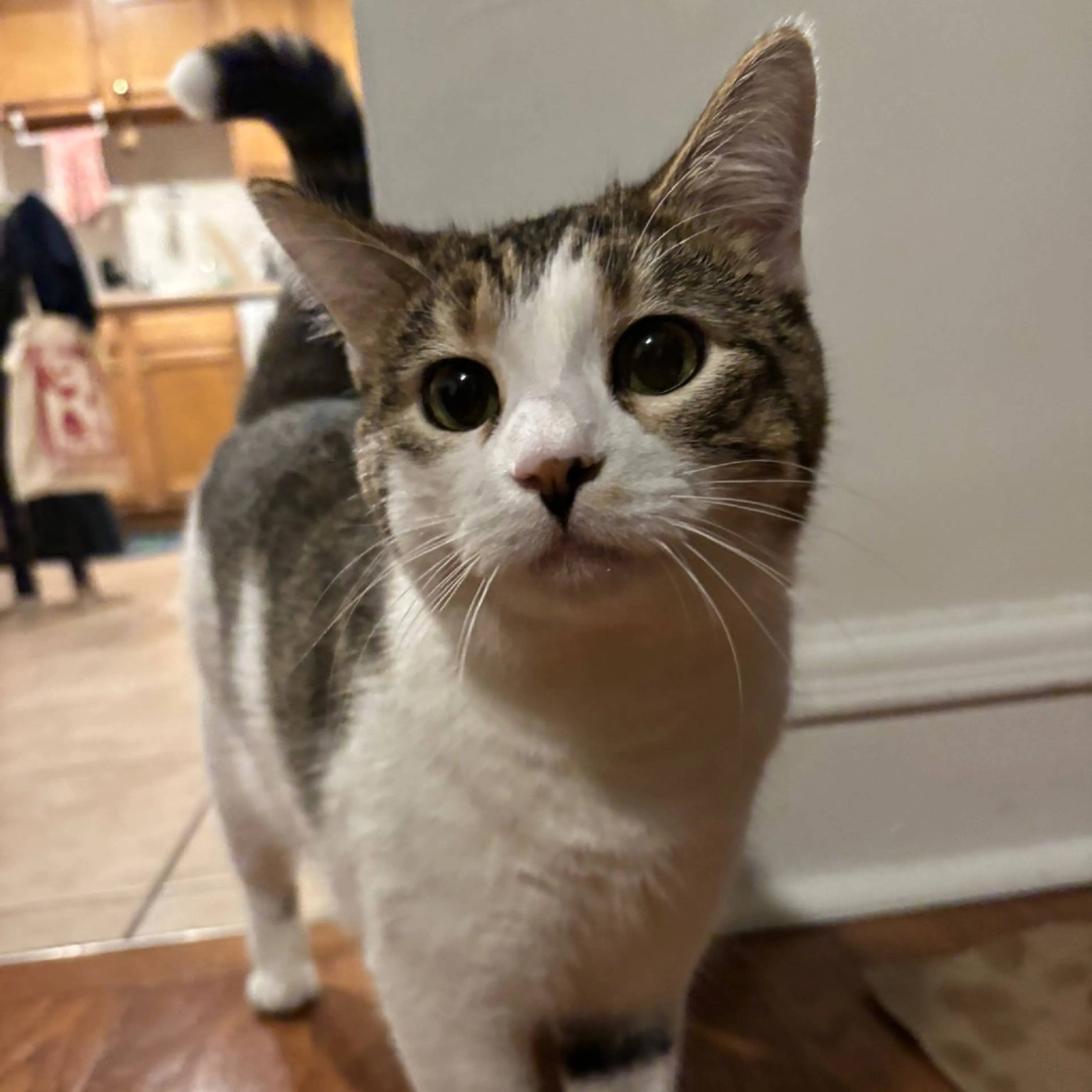 Found pet-4