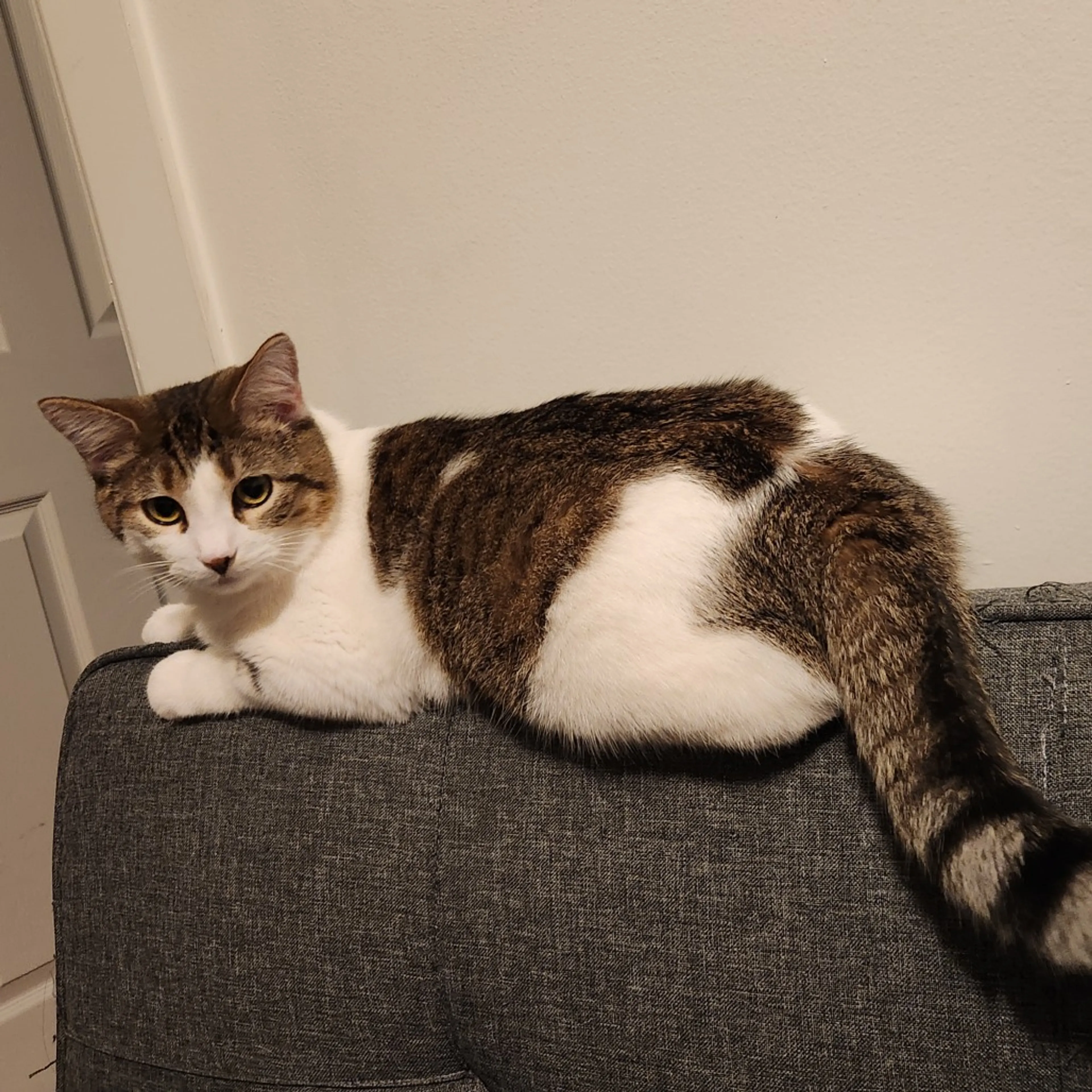 Found pet-2