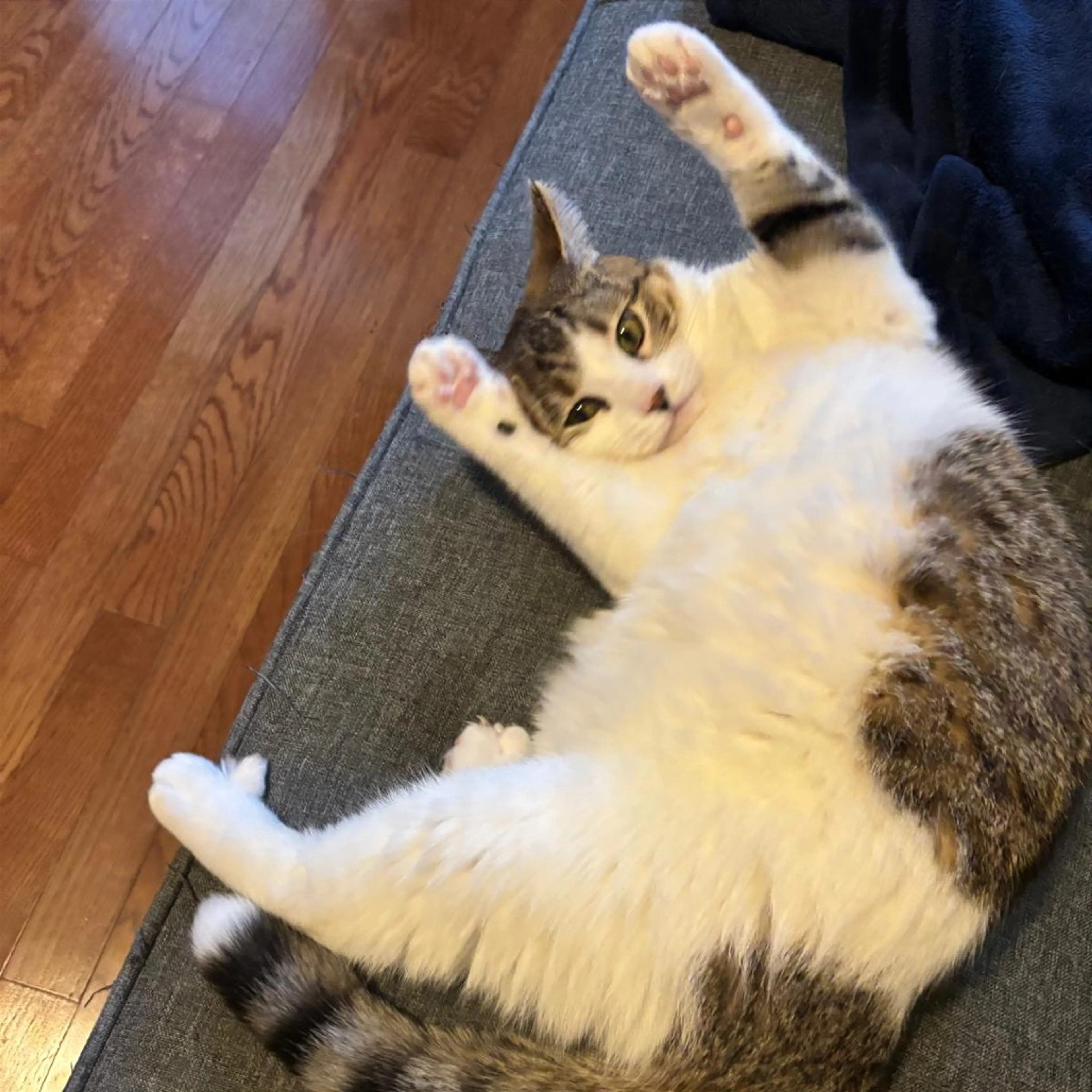 Found pet-3