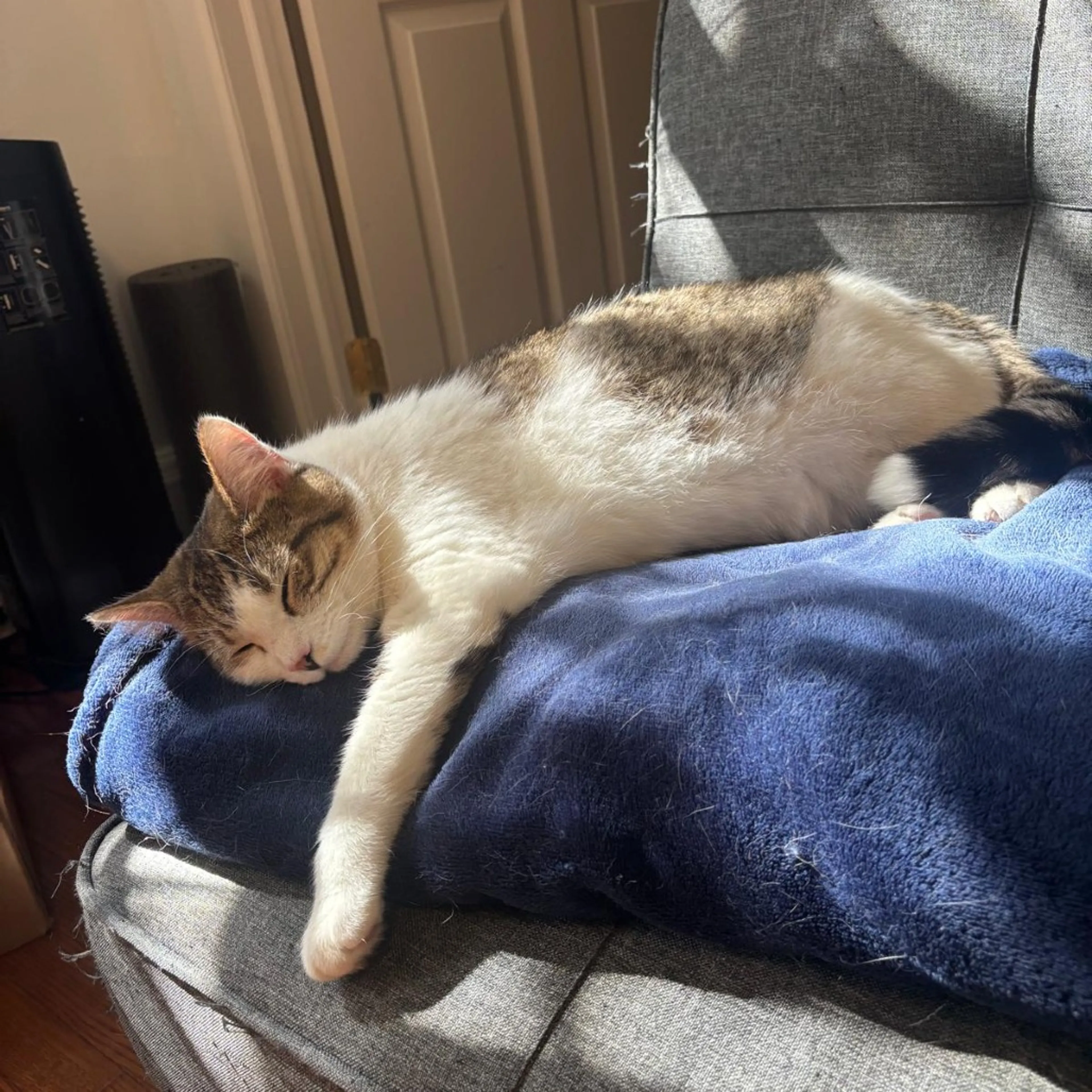 Found pet-5