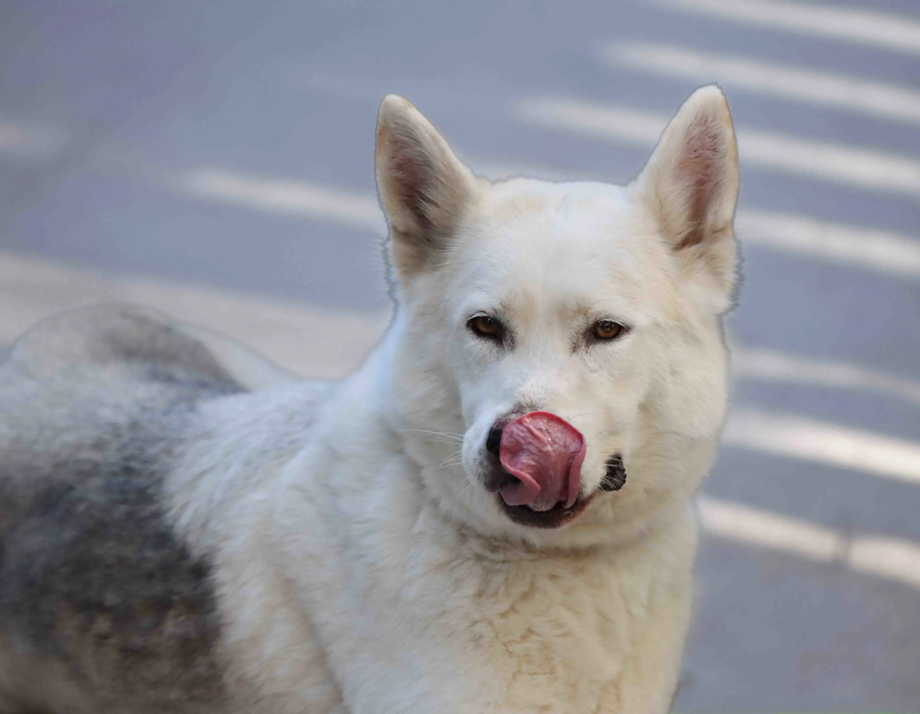 Found pet-14