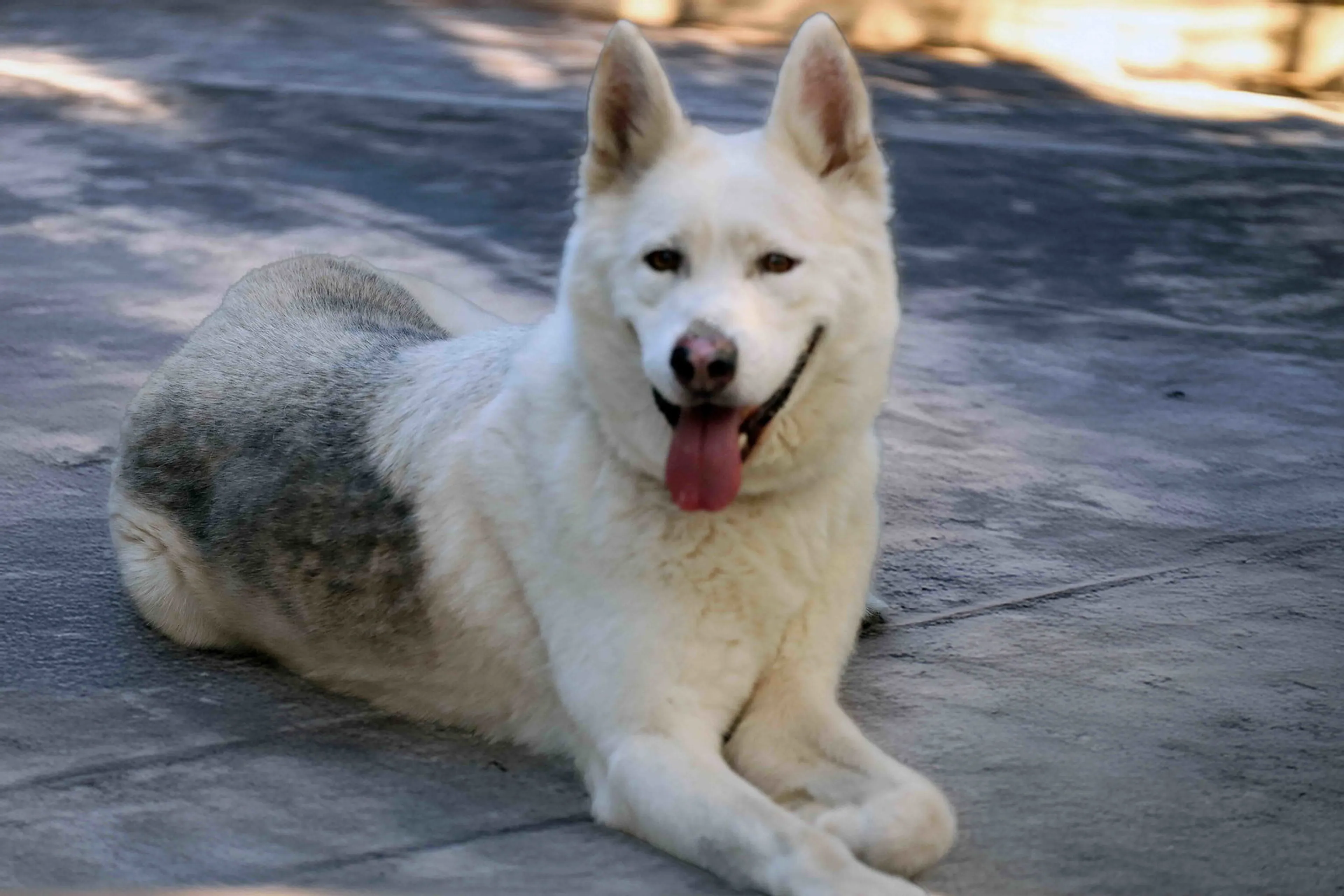 Found pet-13