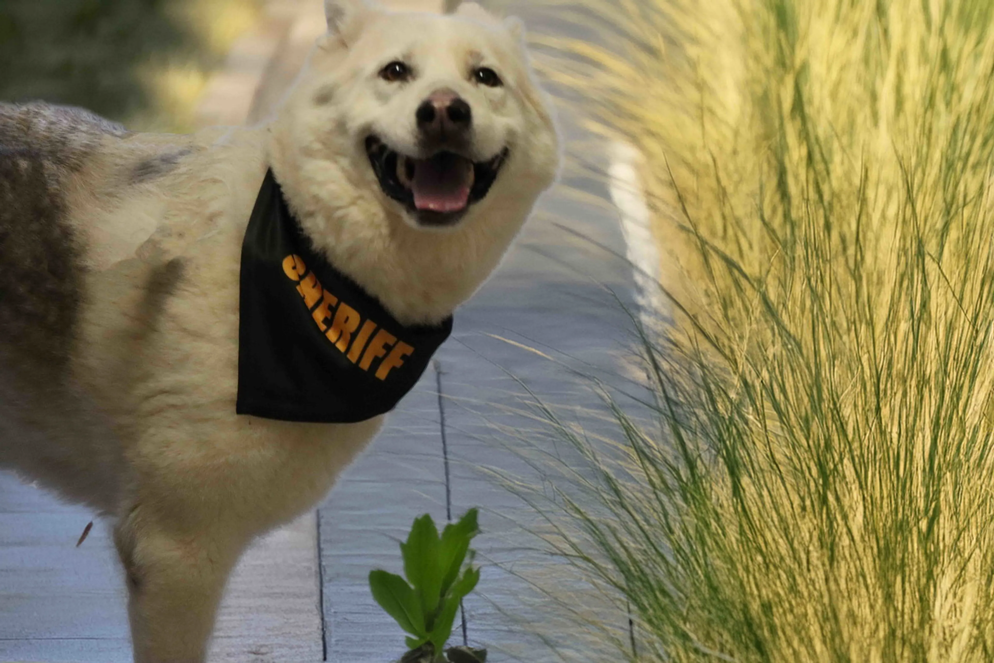 Found pet-4