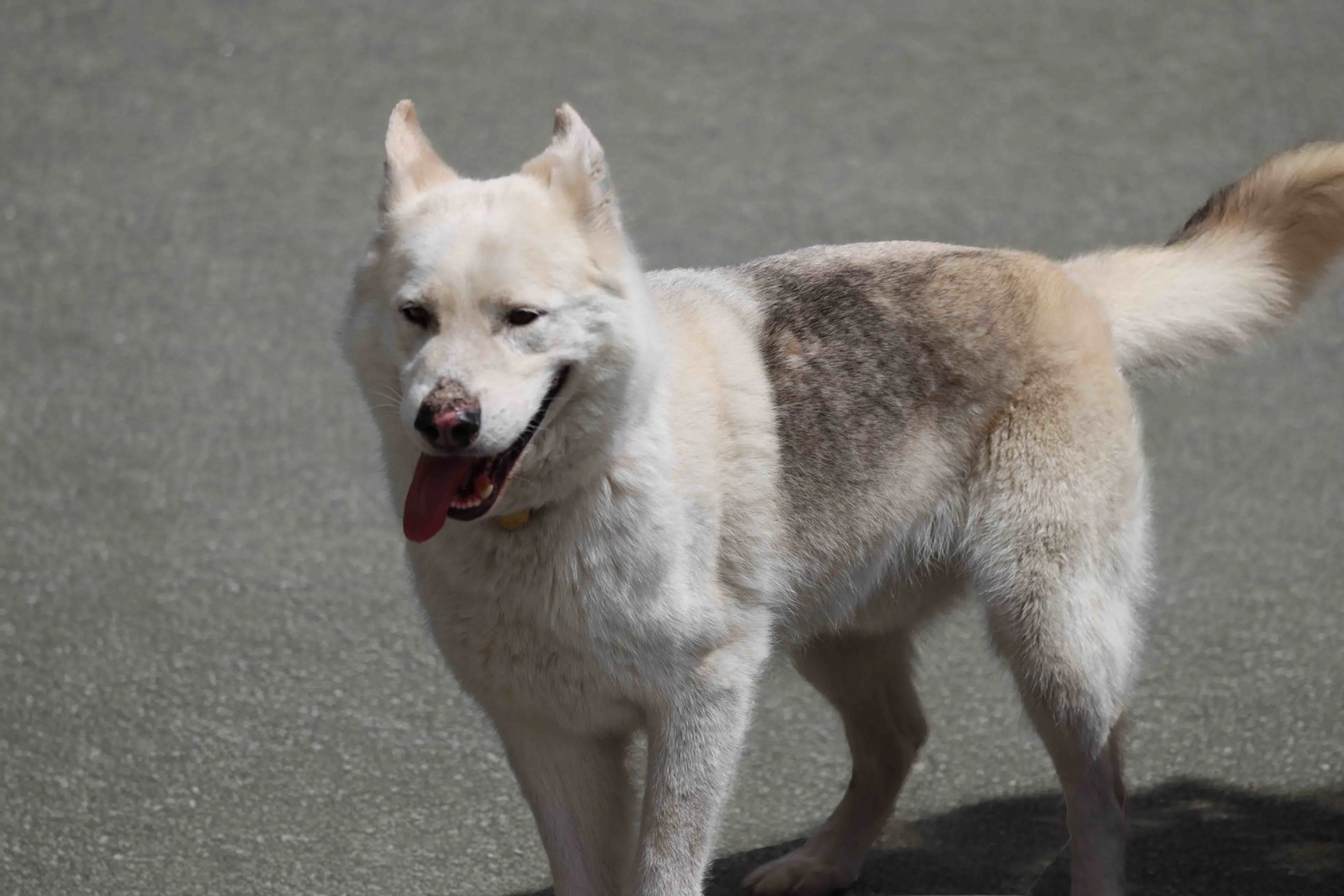 Found pet-16