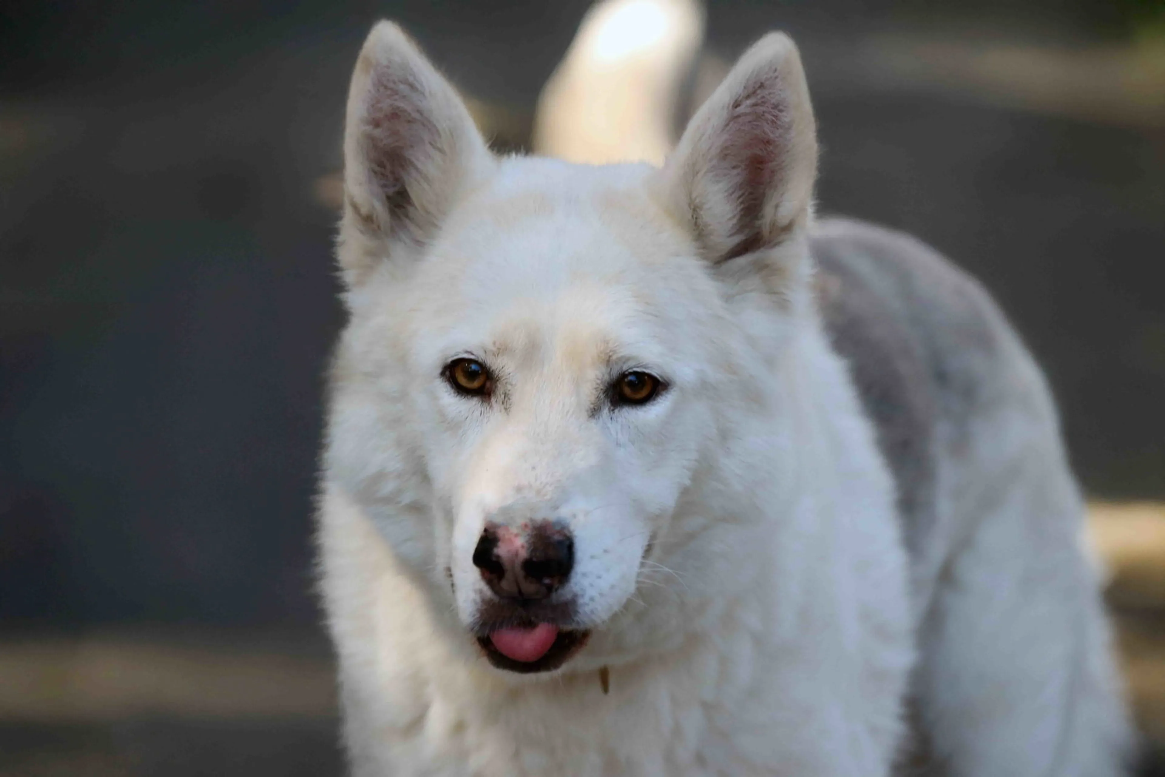Found pet-9