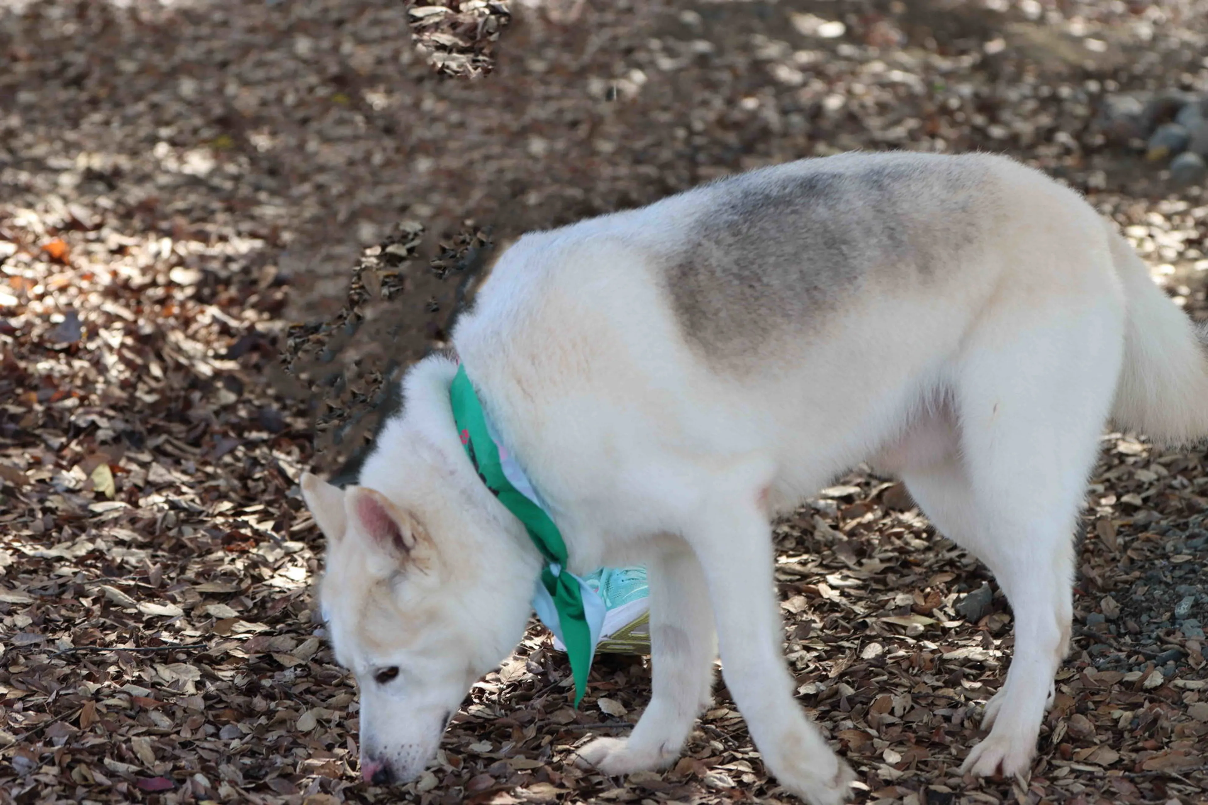Found pet-8