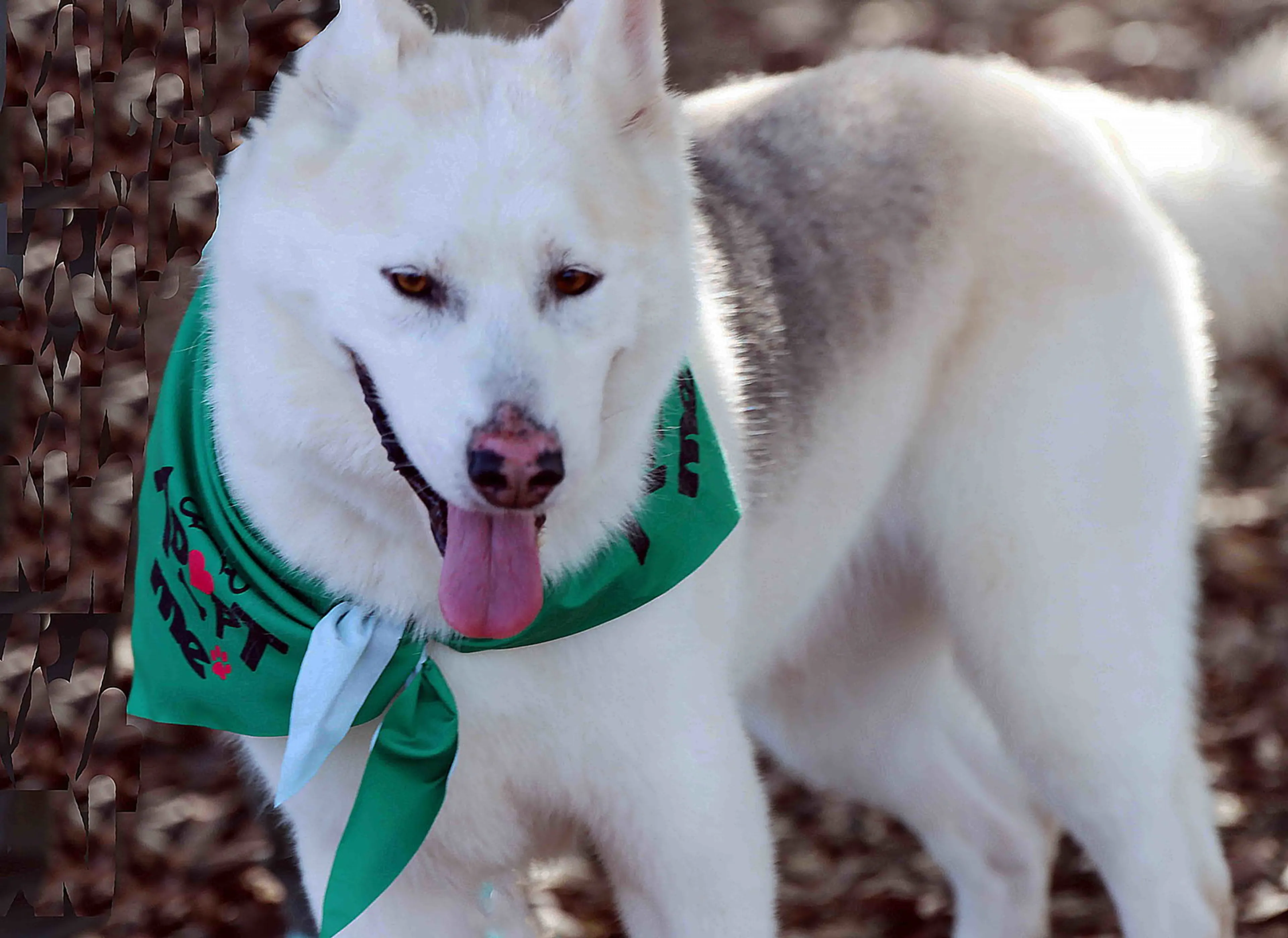 Found pet-6
