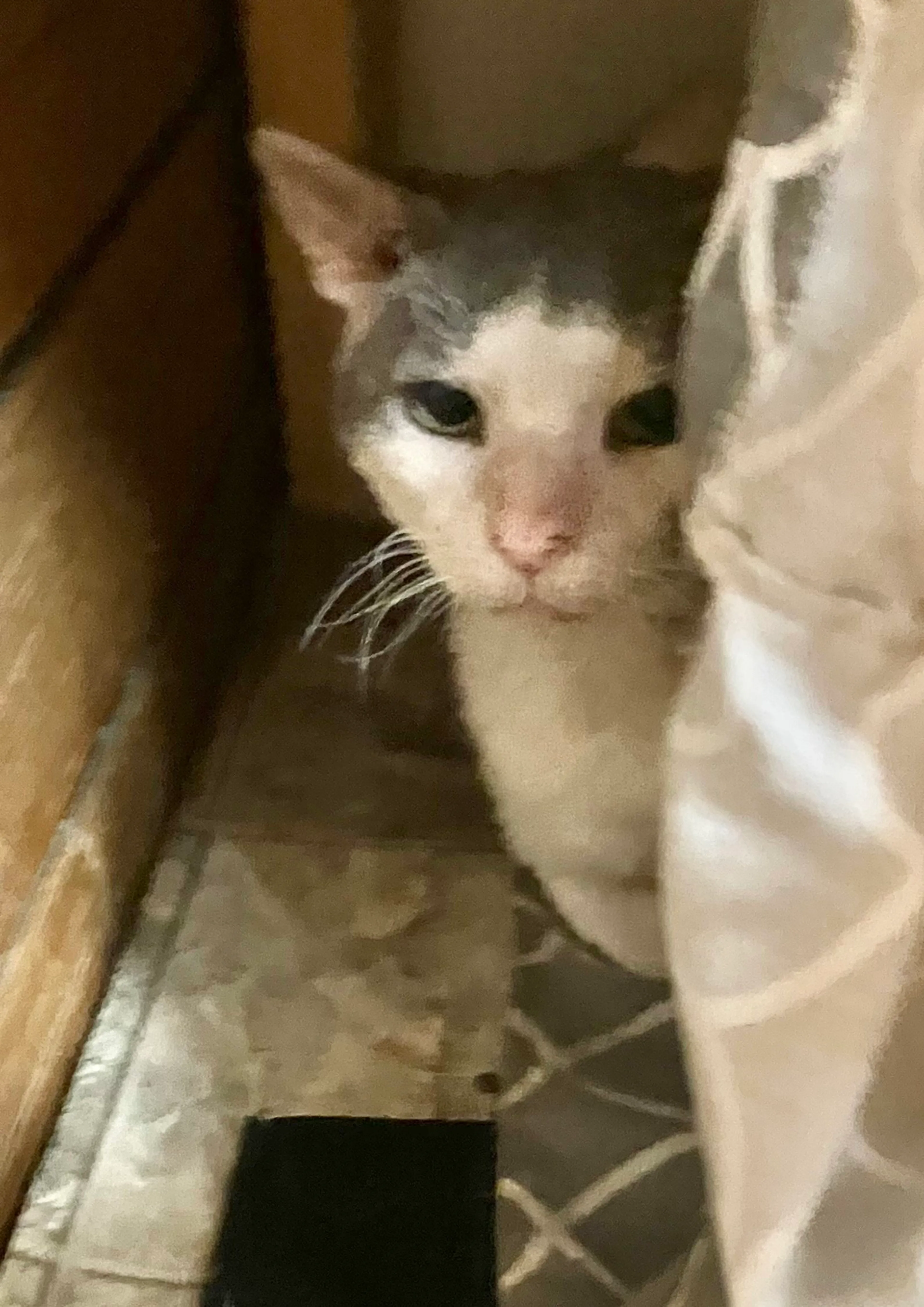 Found pet-1