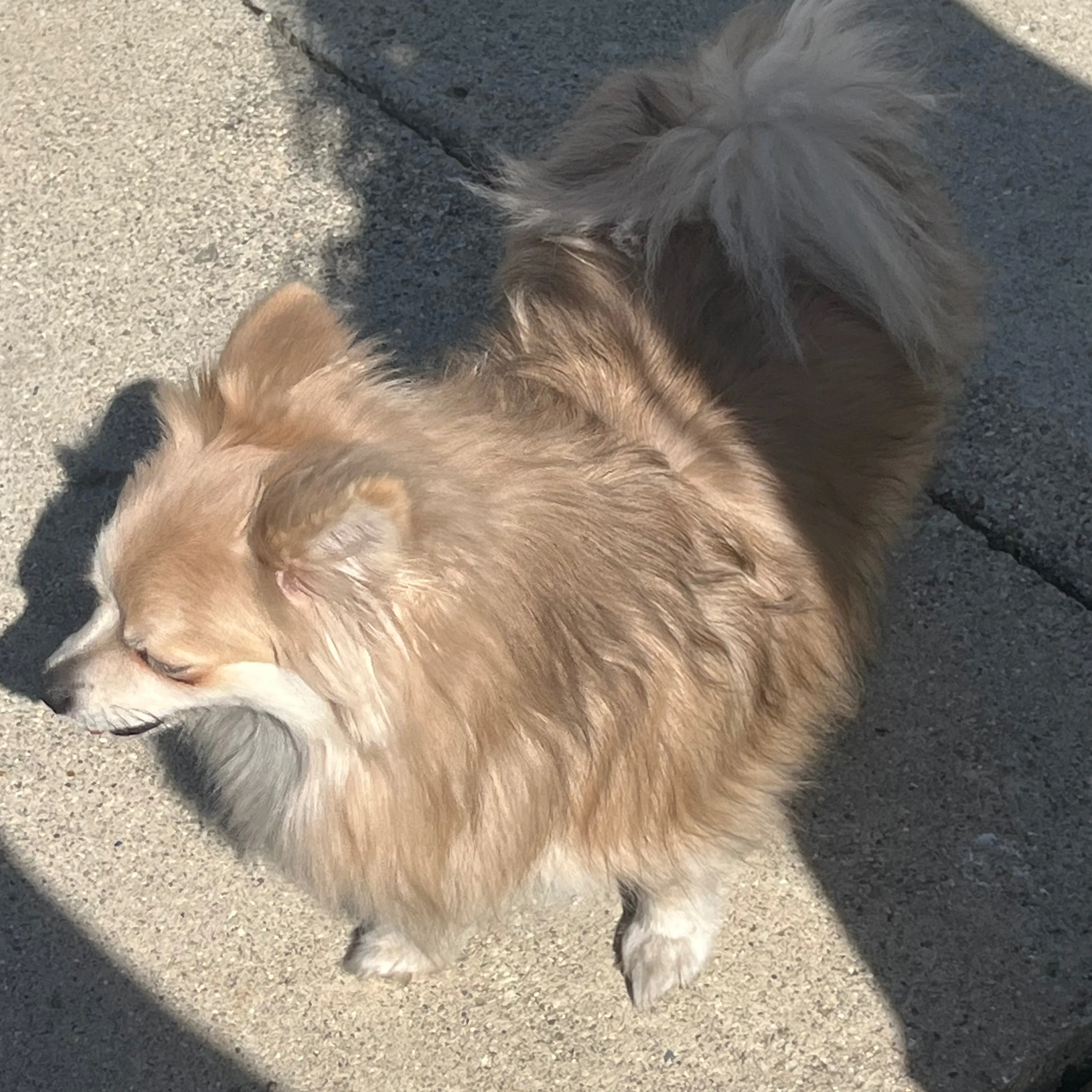 Lost pet-1