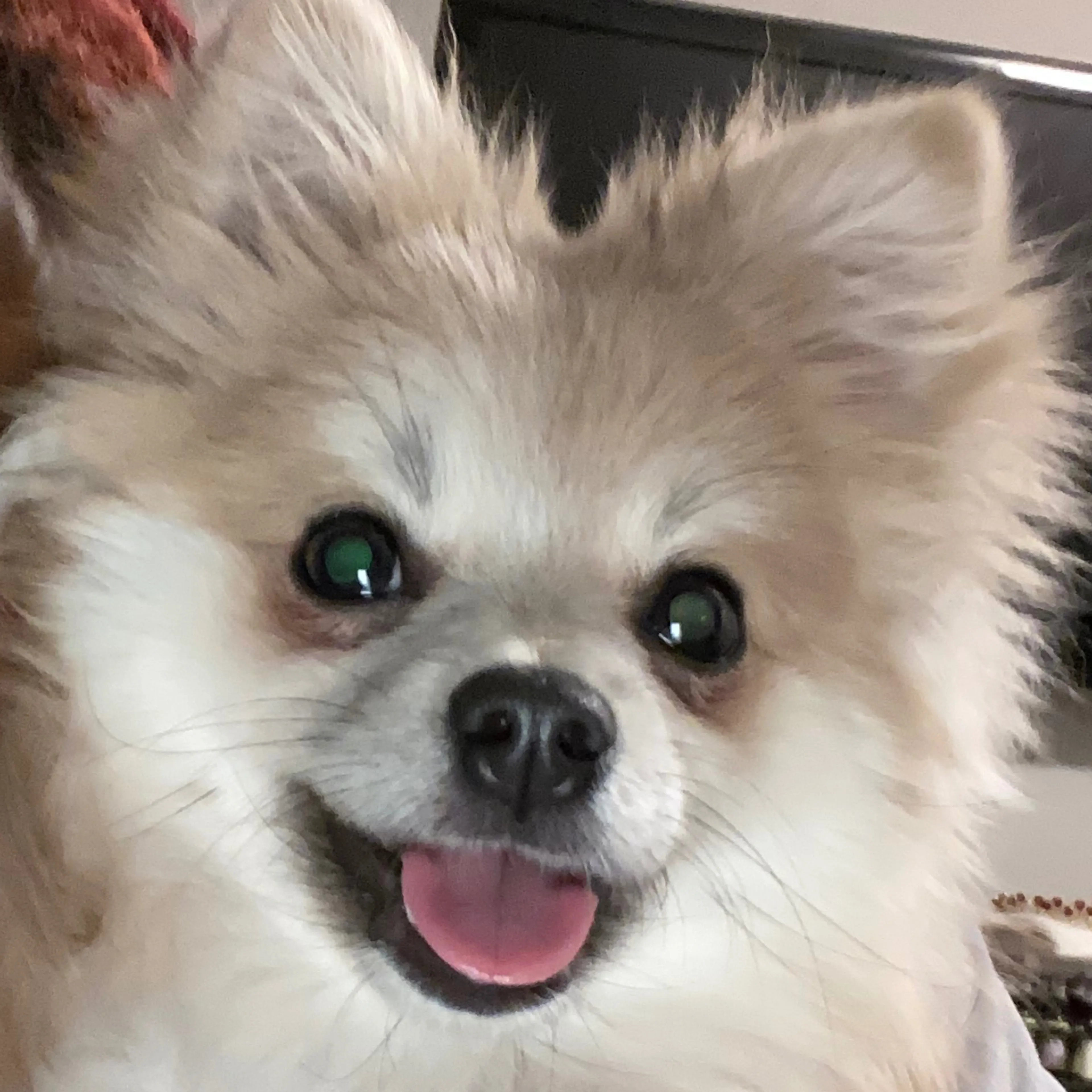 Lost pet-2