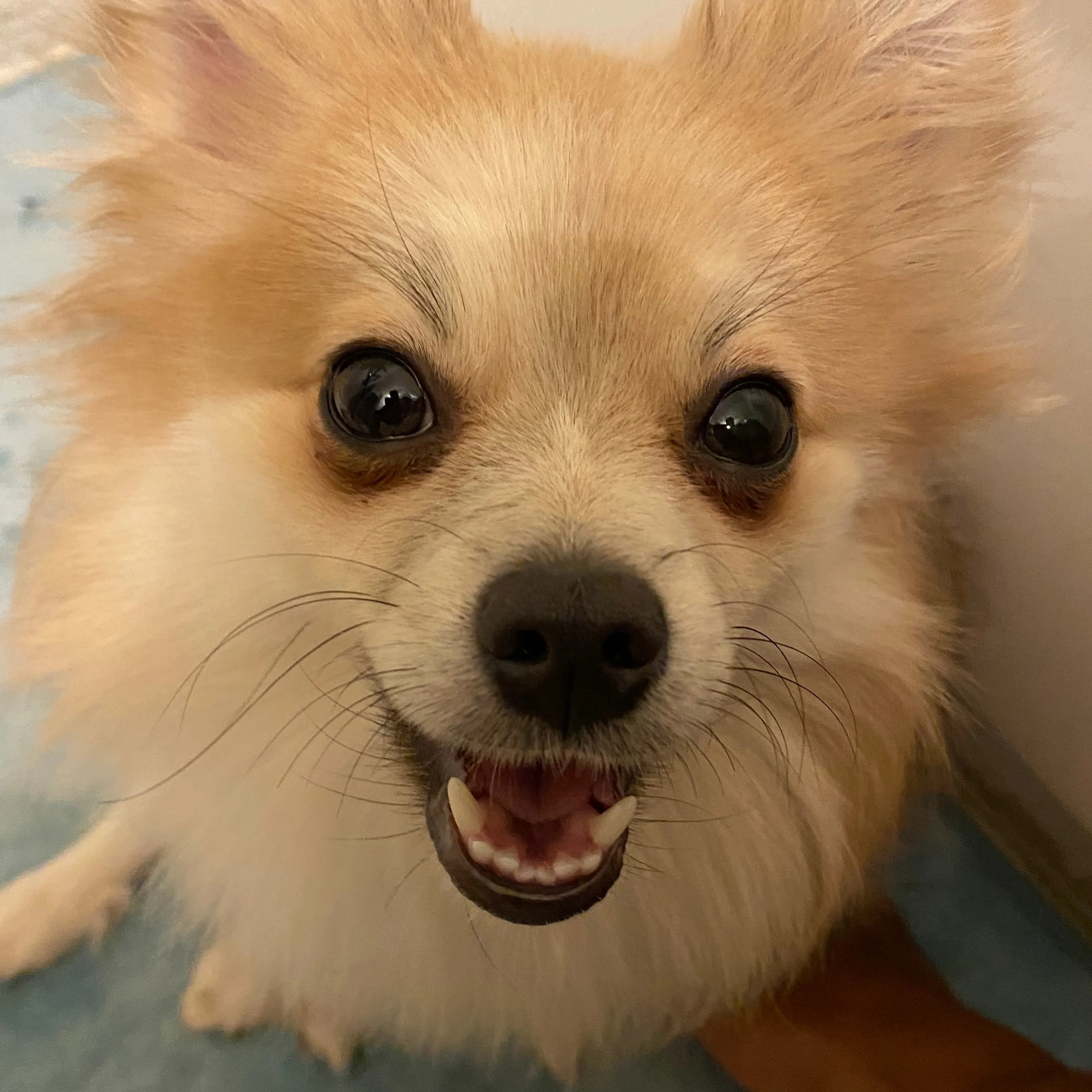 Lost pet-3