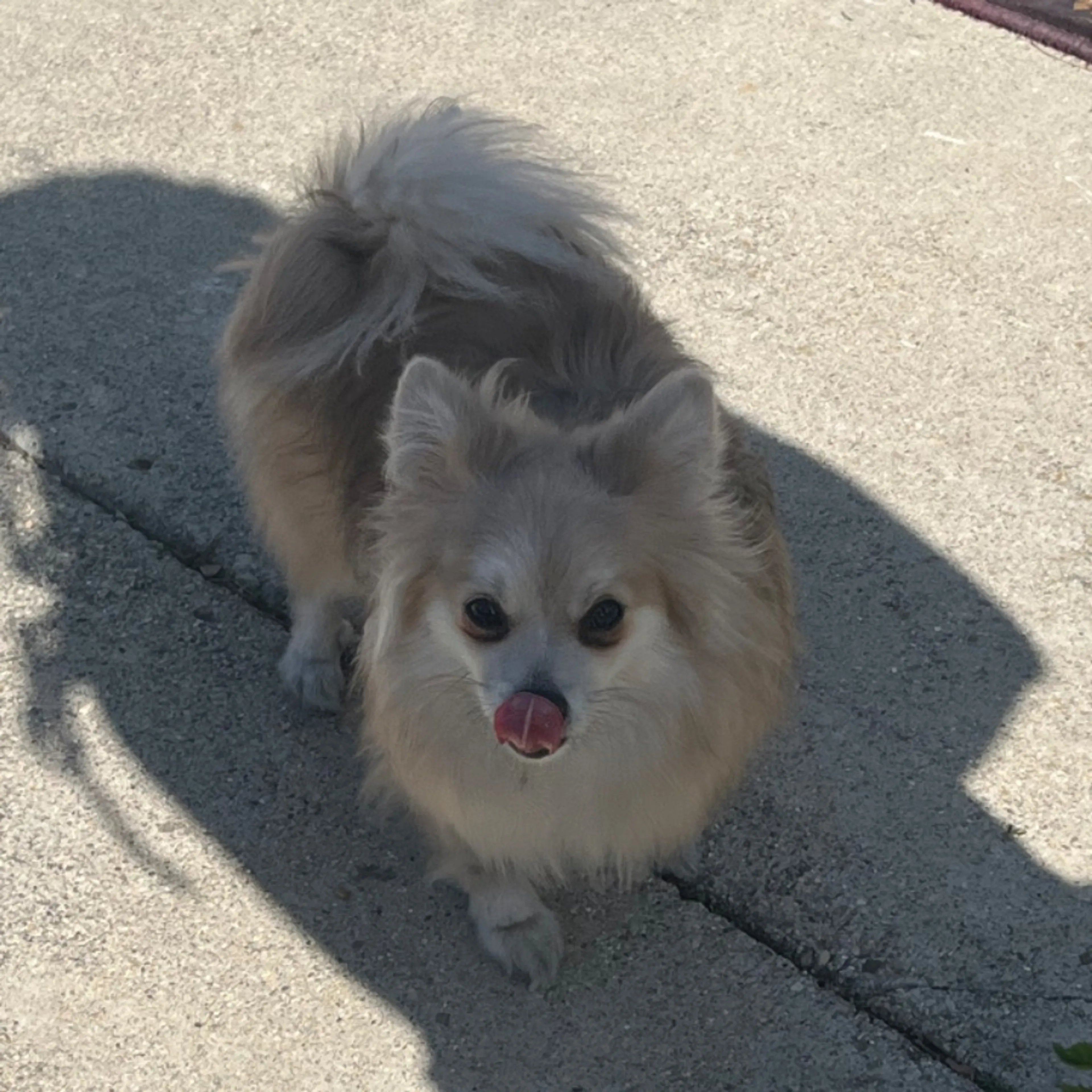 Lost pet-0