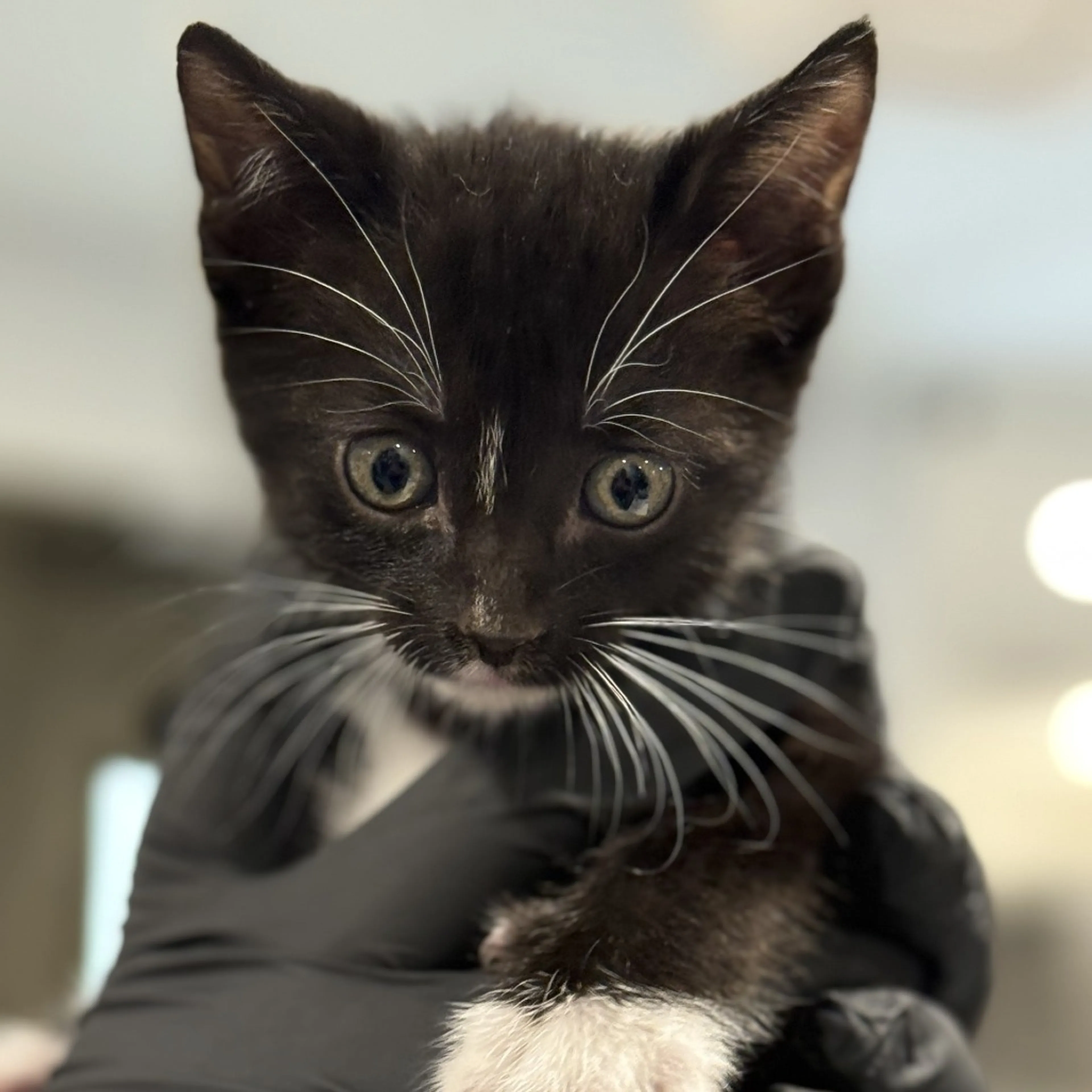 Found pet-1