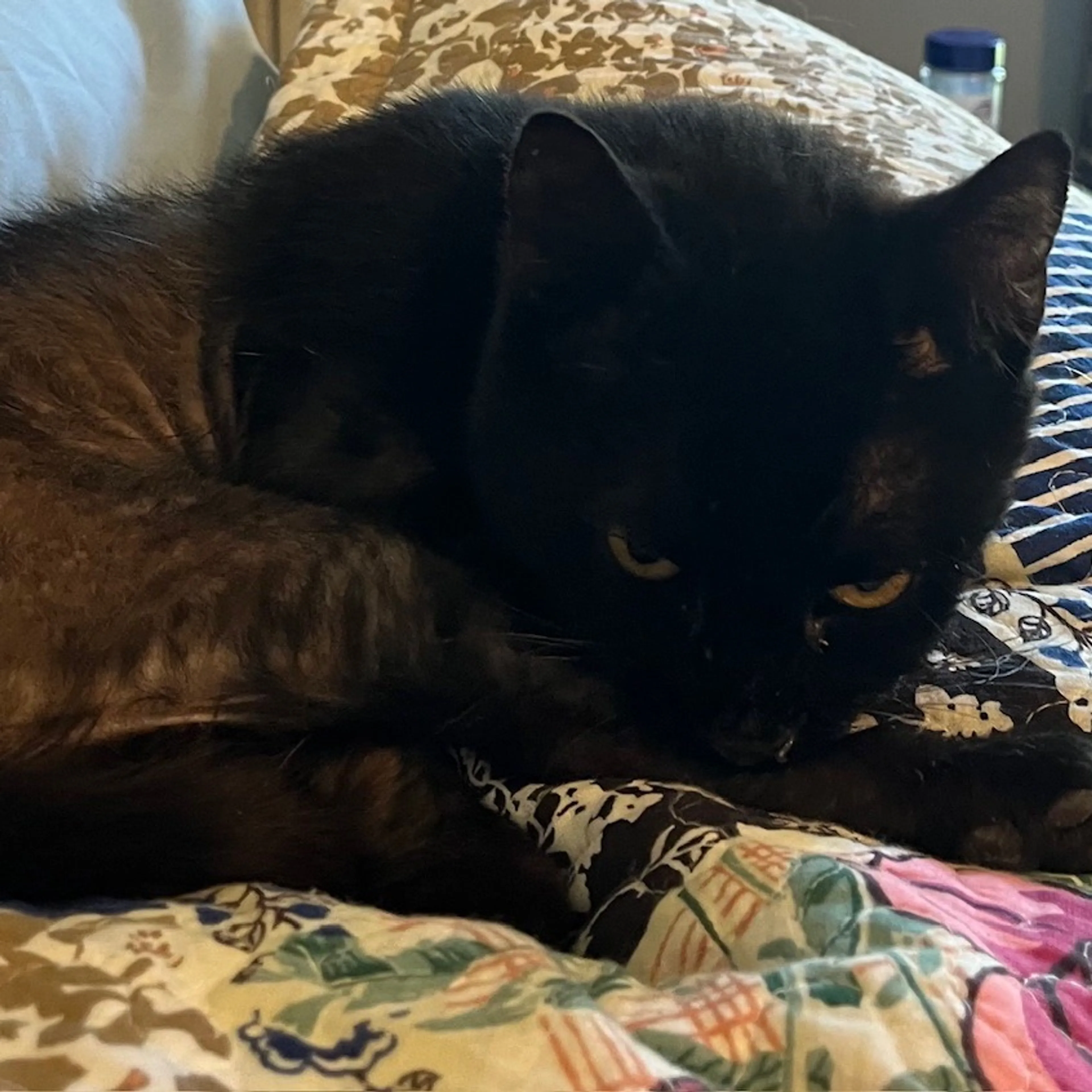 Found pet-2