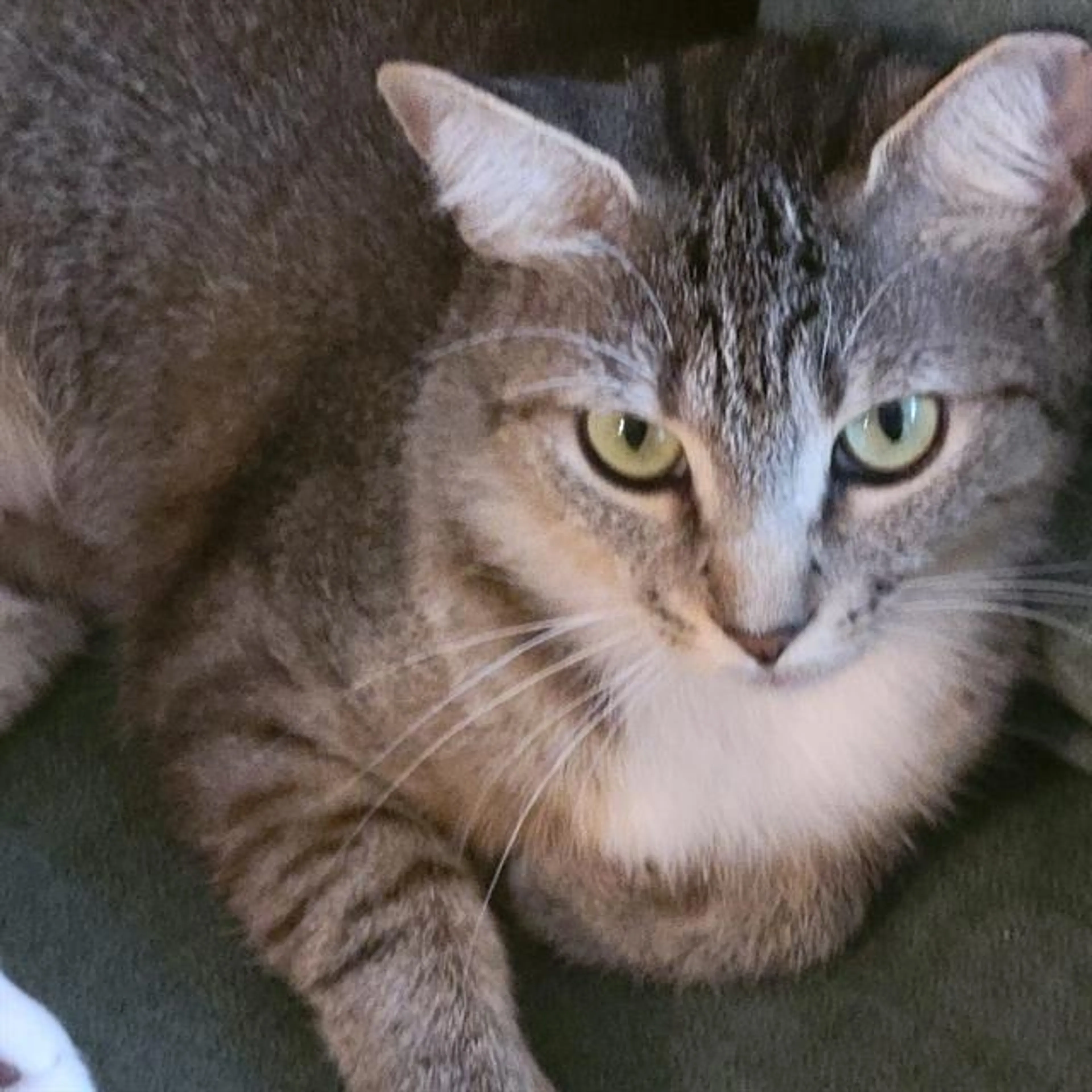 Found pet