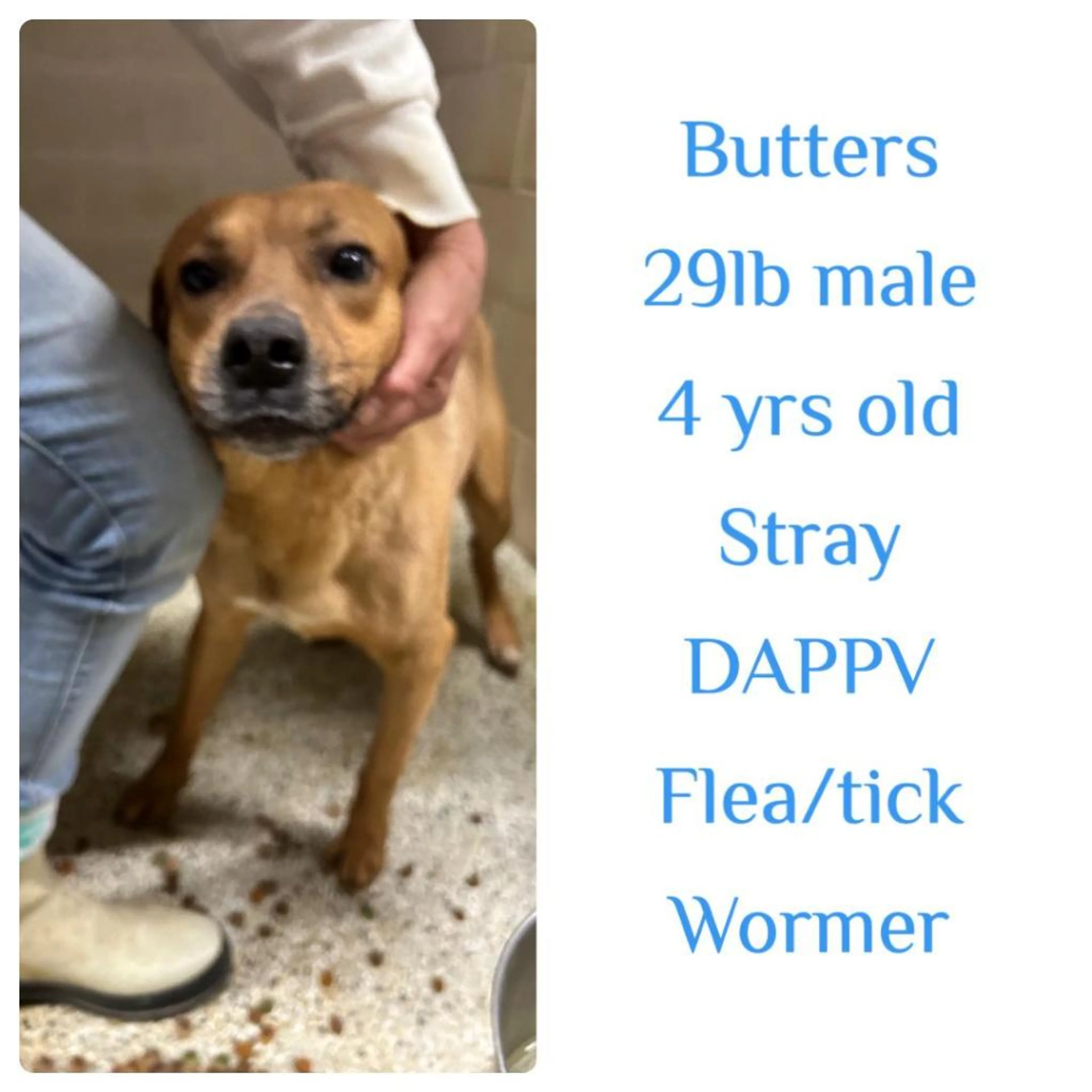 Found pet