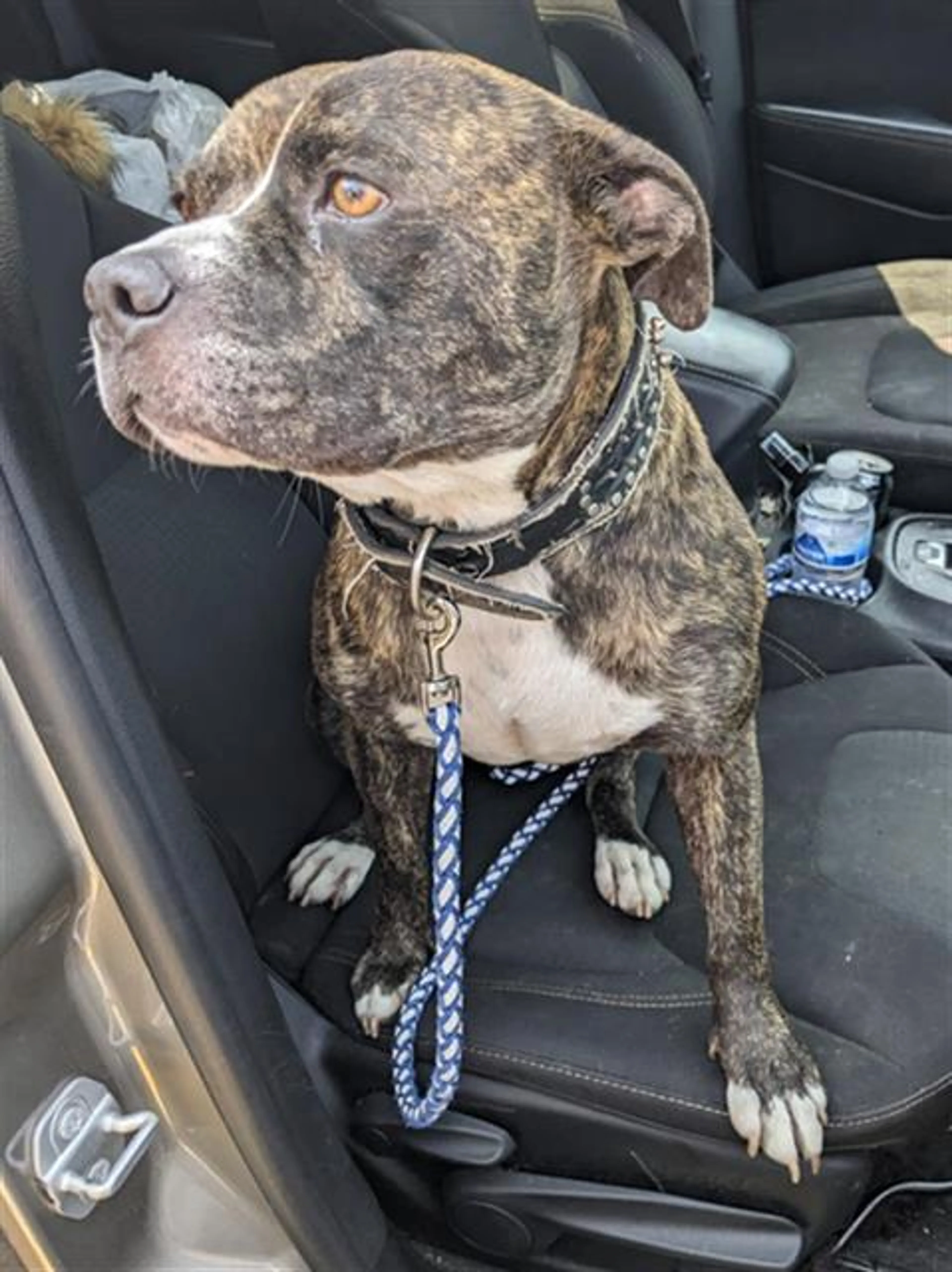 Found pet