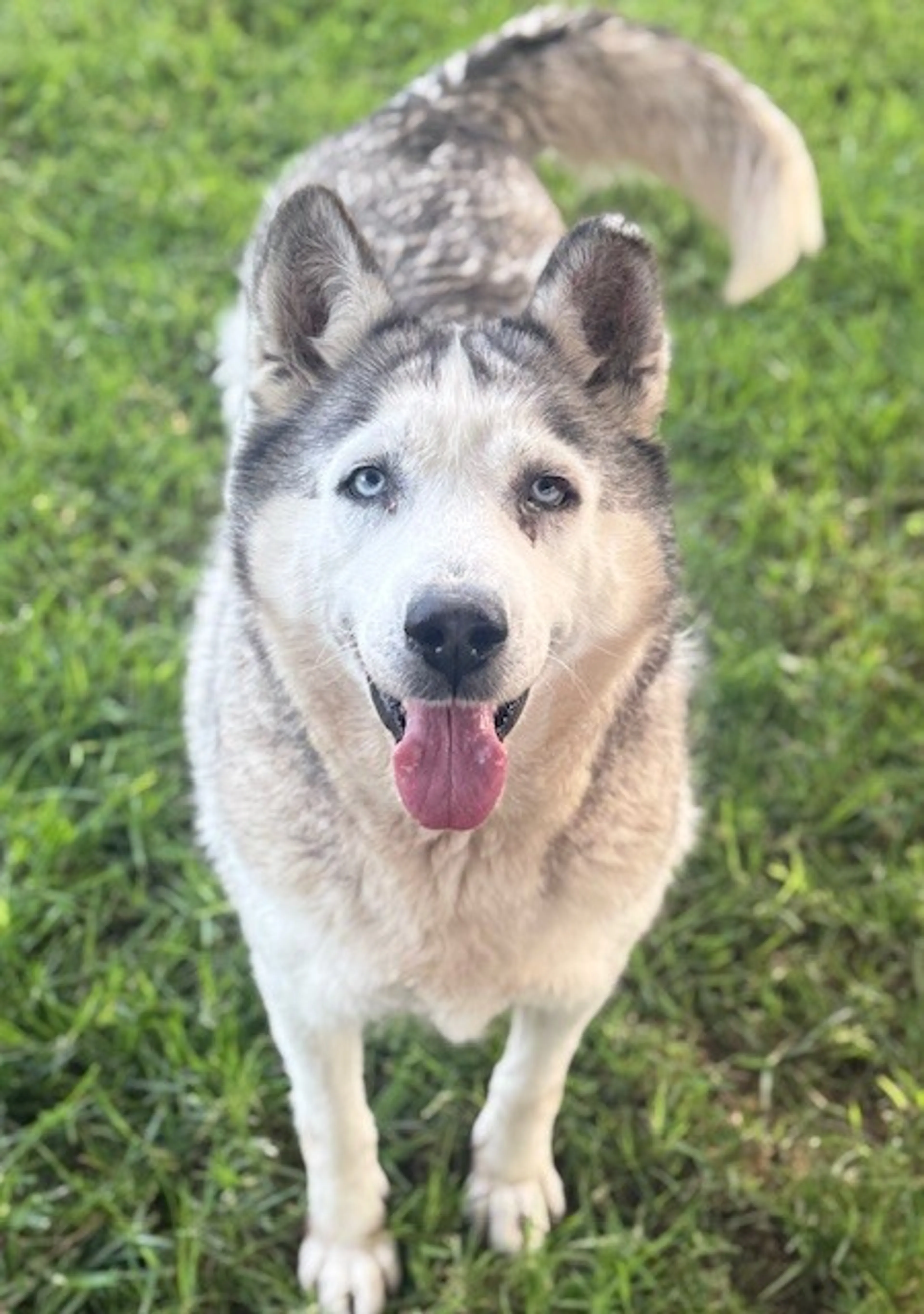 Found pet