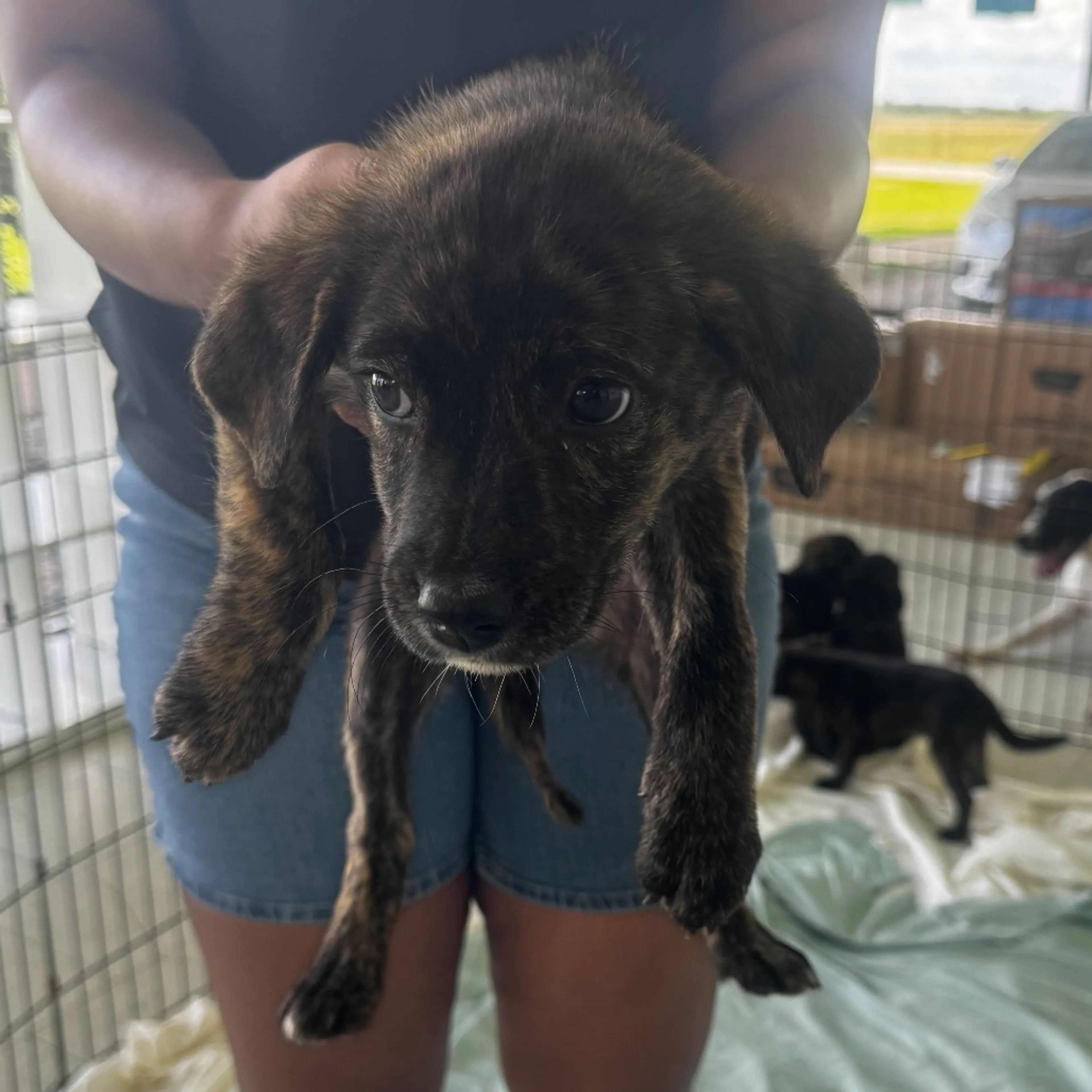 Found pet