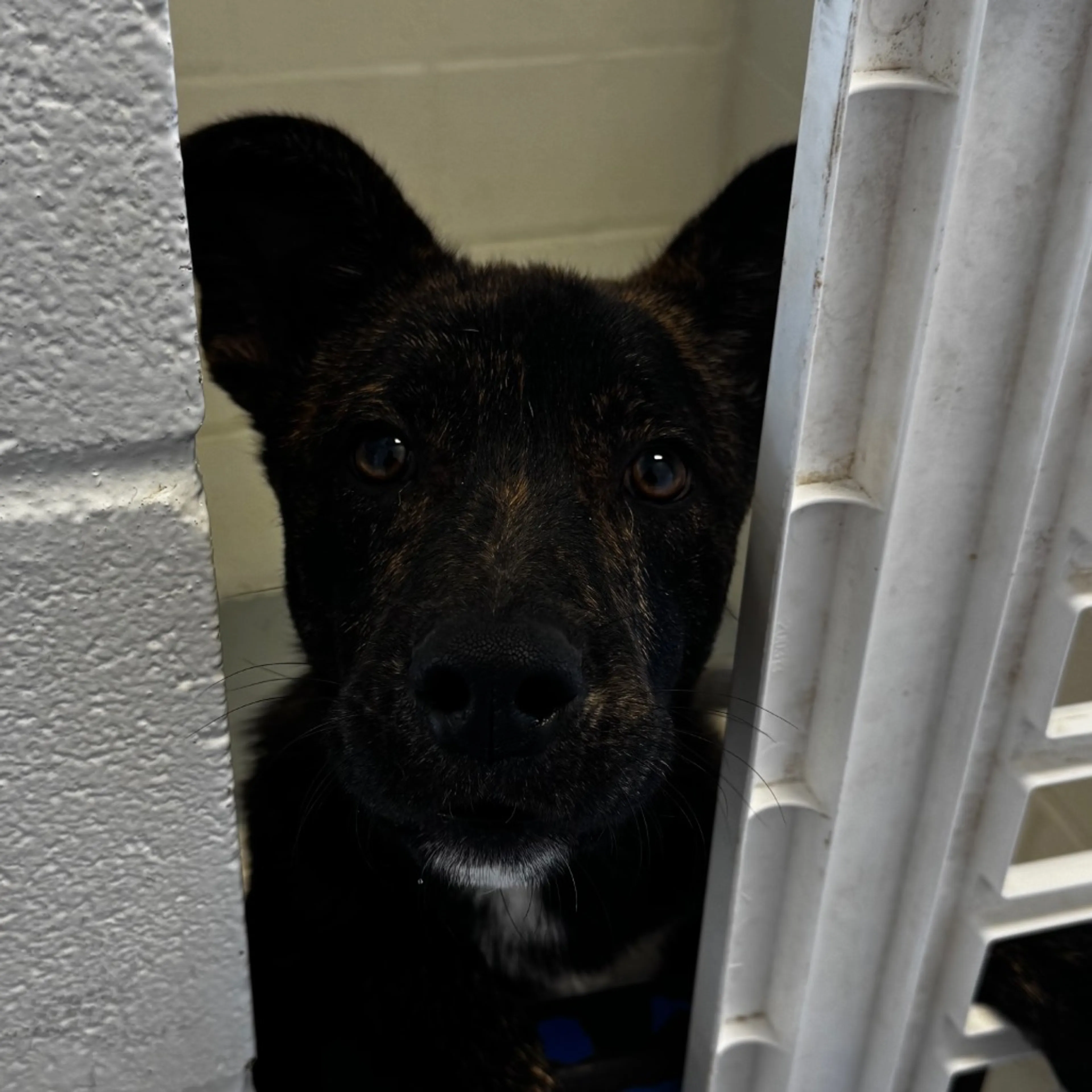 Found pet-2