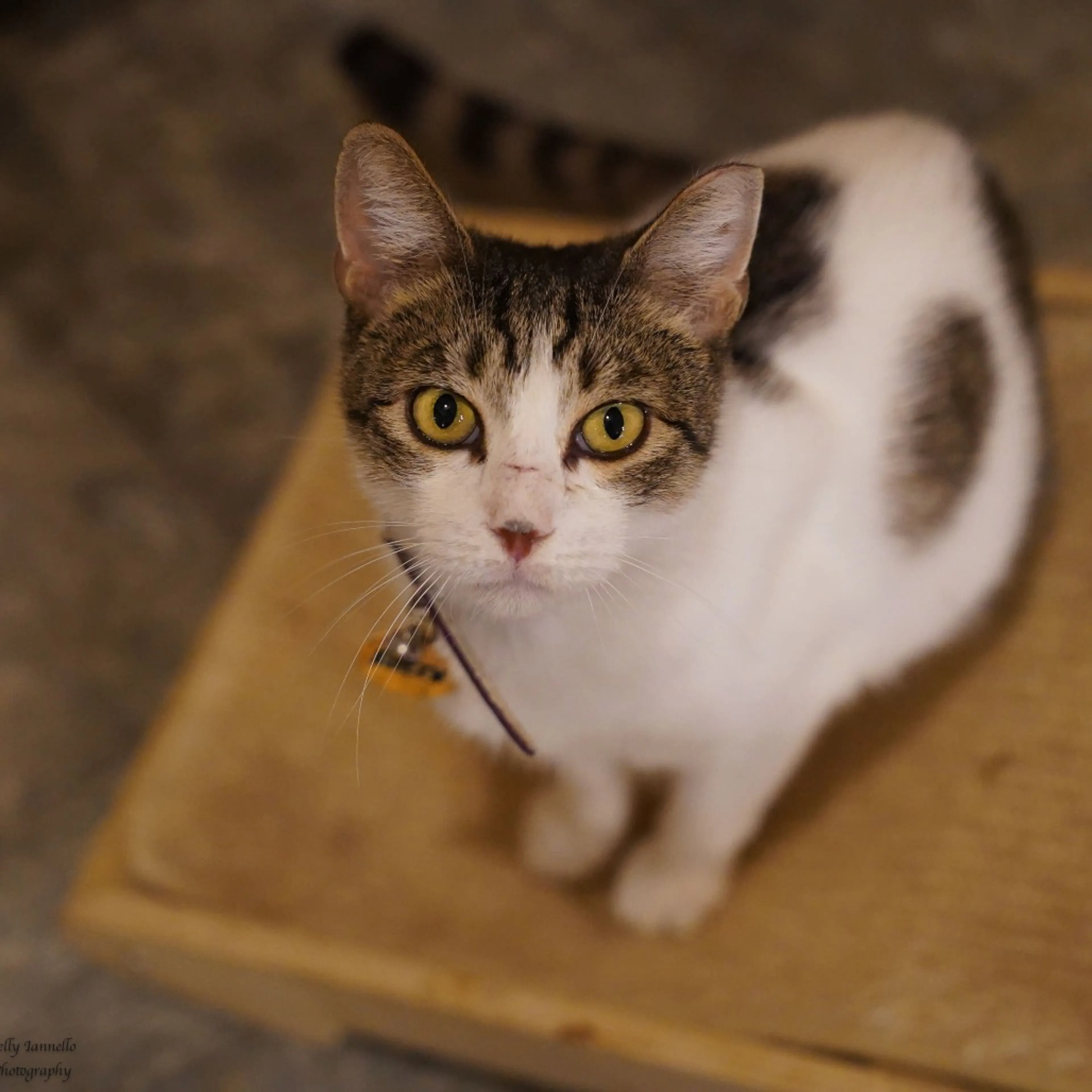 Found pet-3