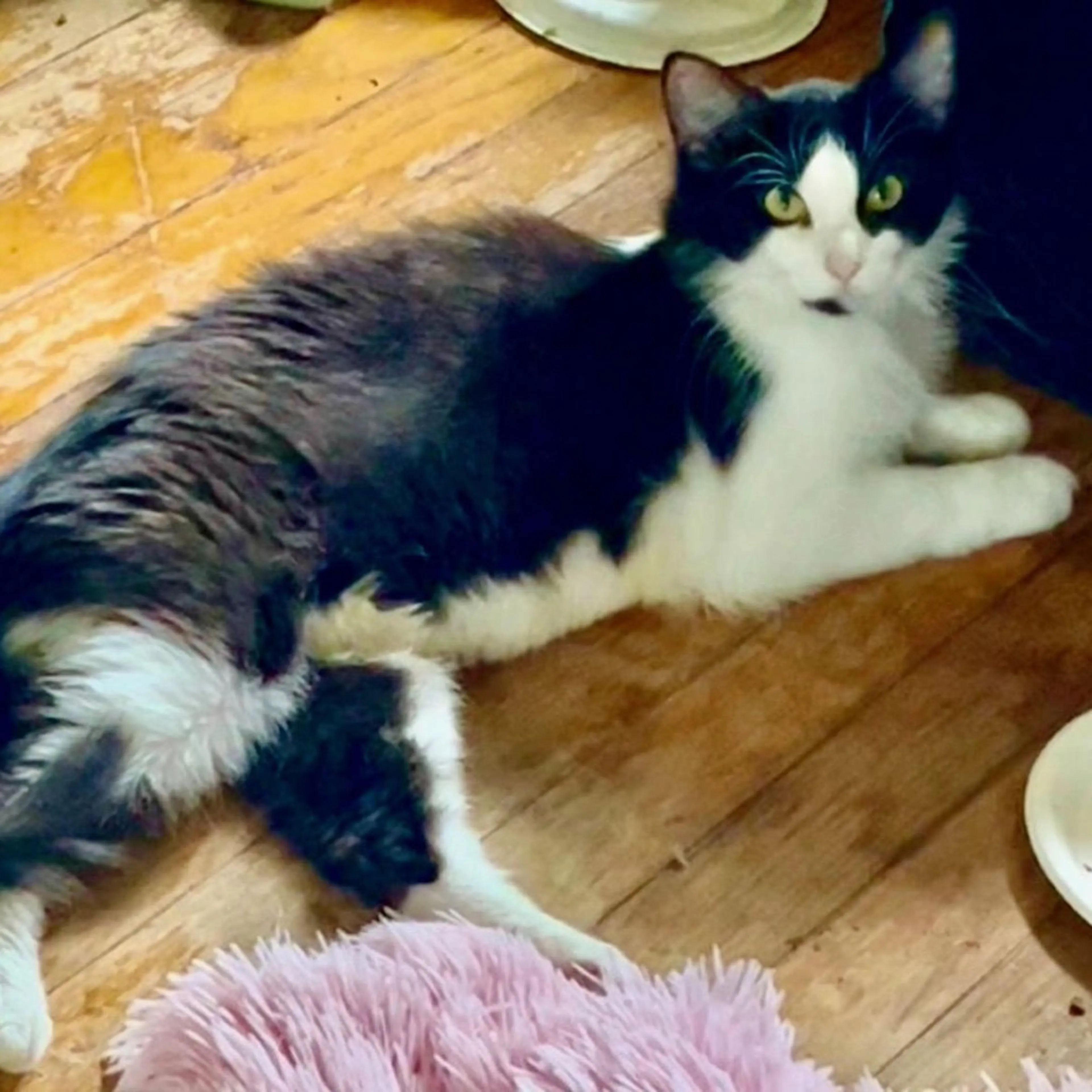 Found pet