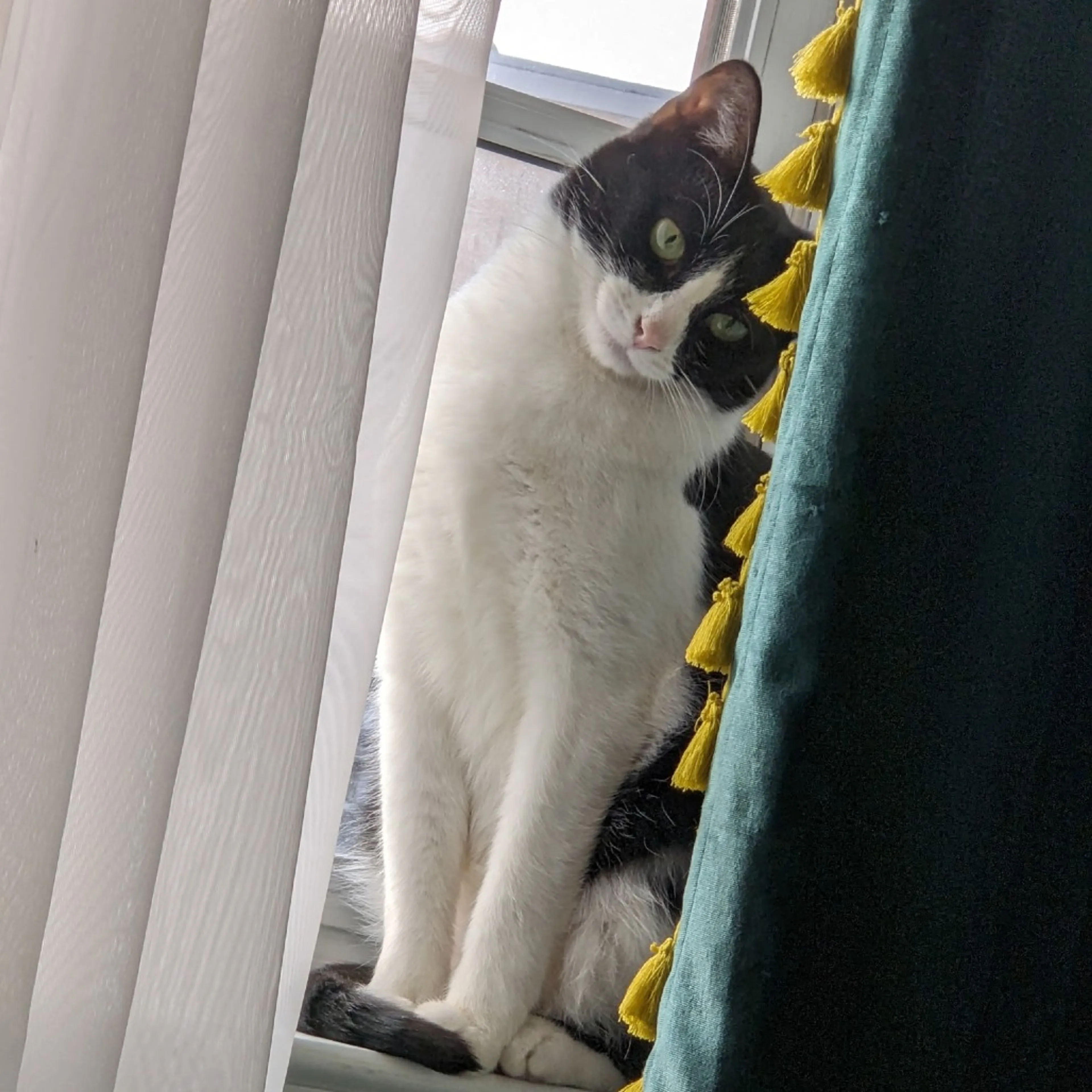 Found pet