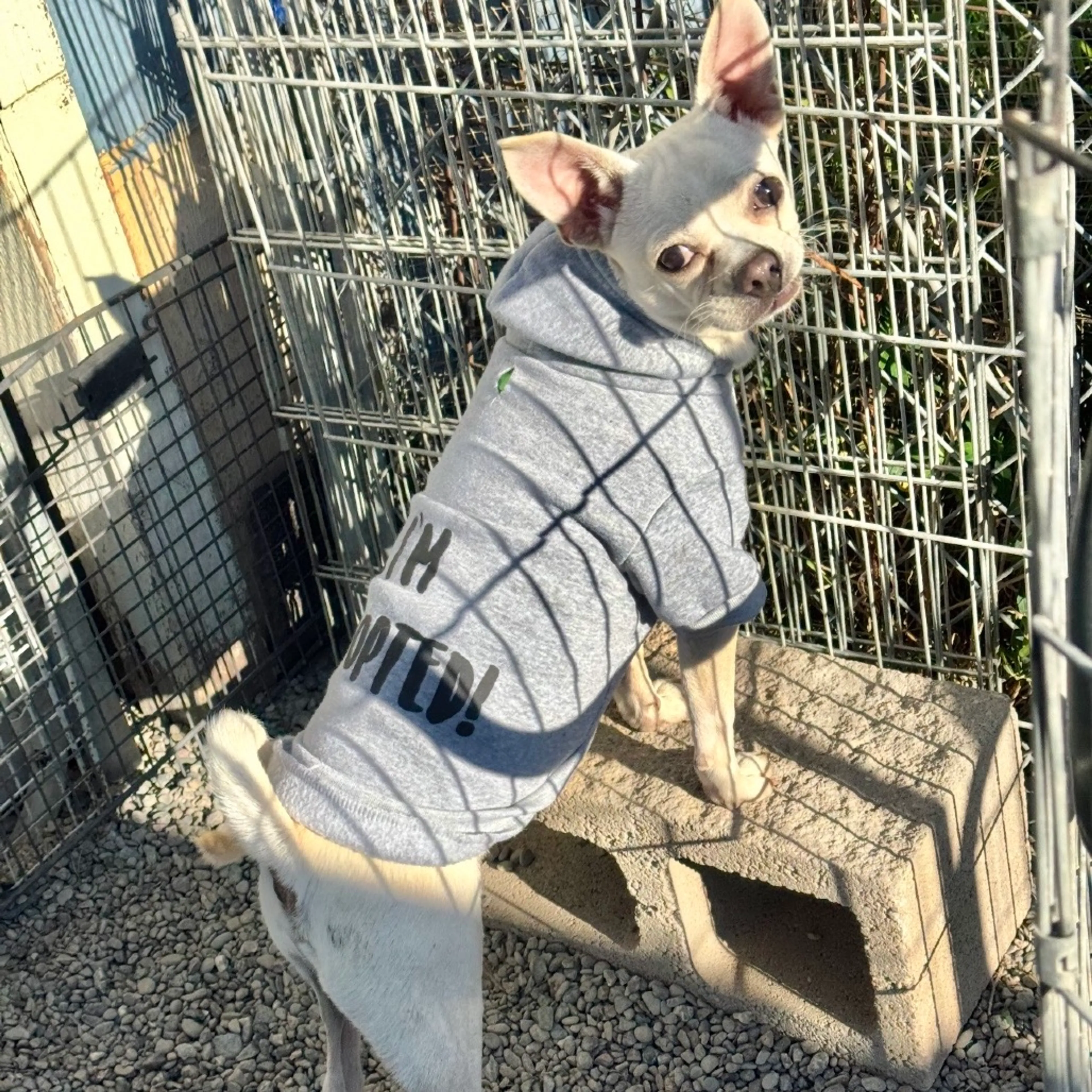 Found pet-2