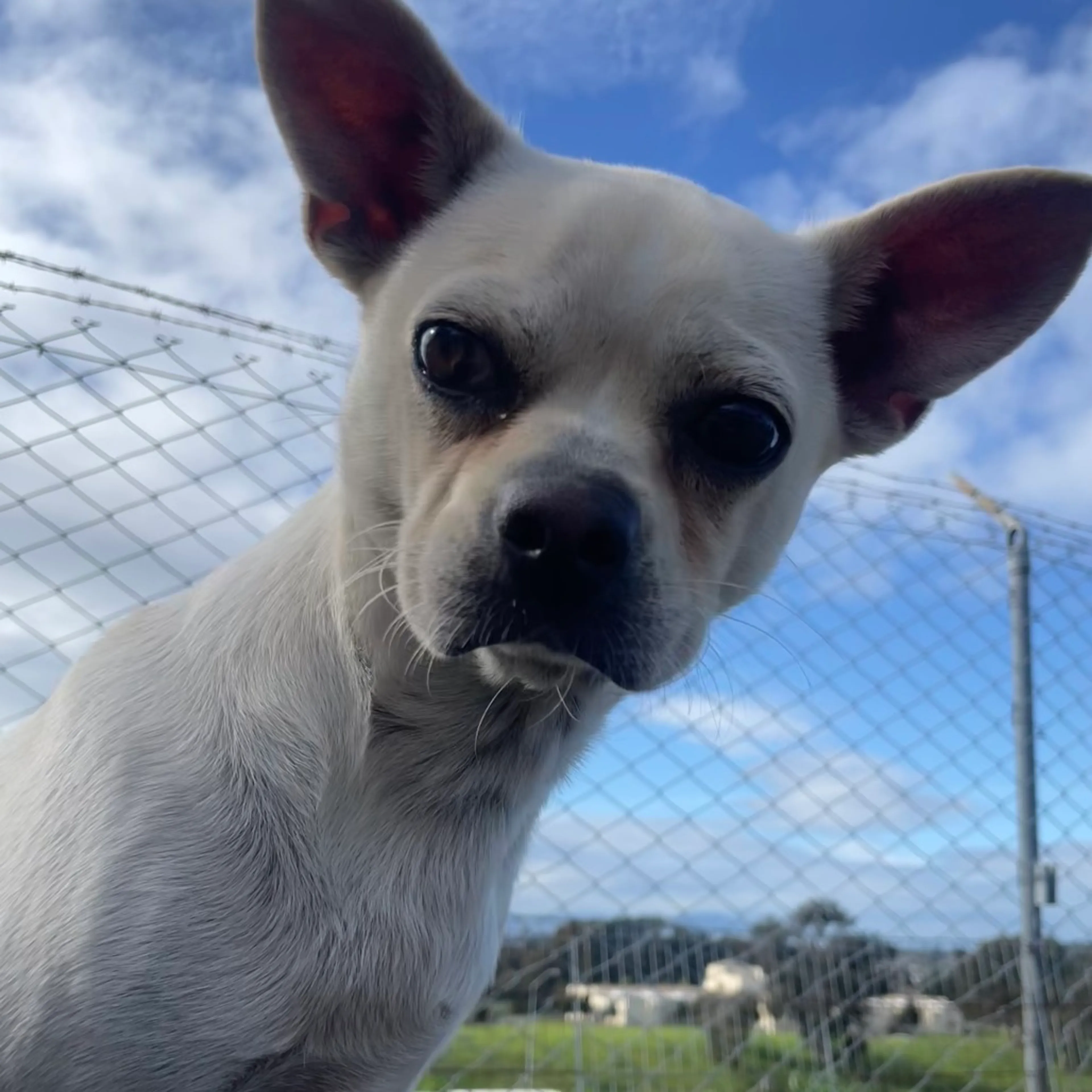 Found pet-3