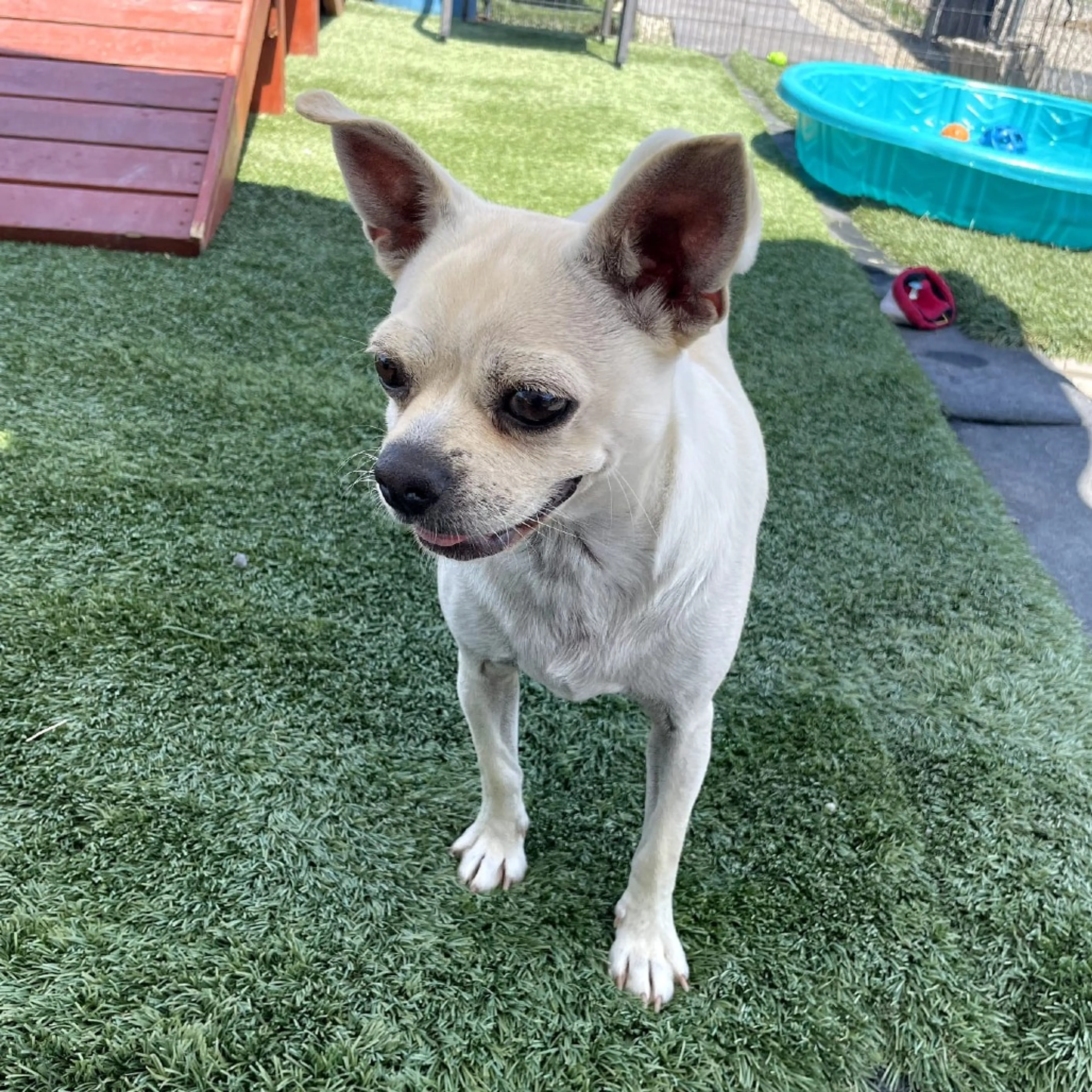 Found pet-11