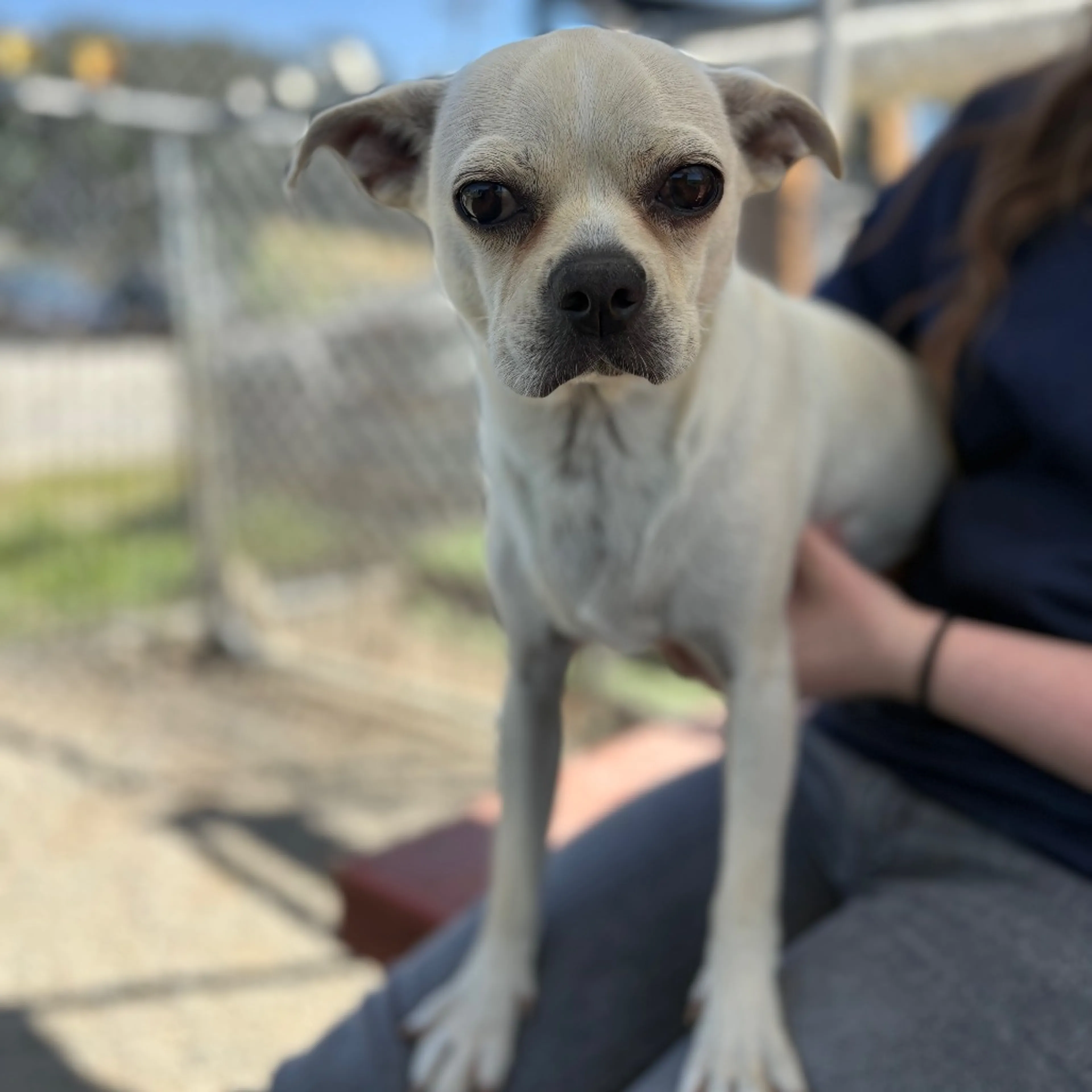 Found pet-8