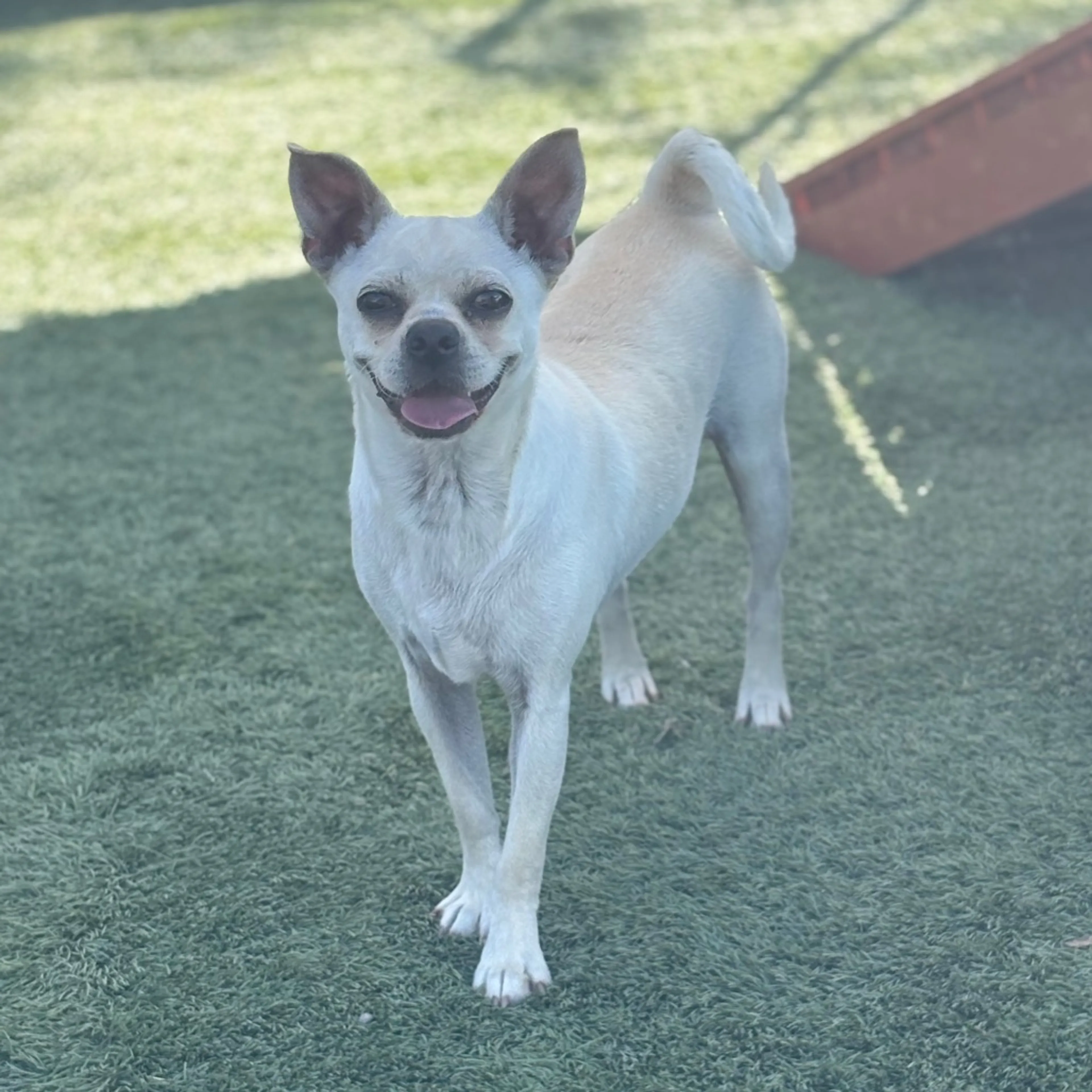 Found pet-4
